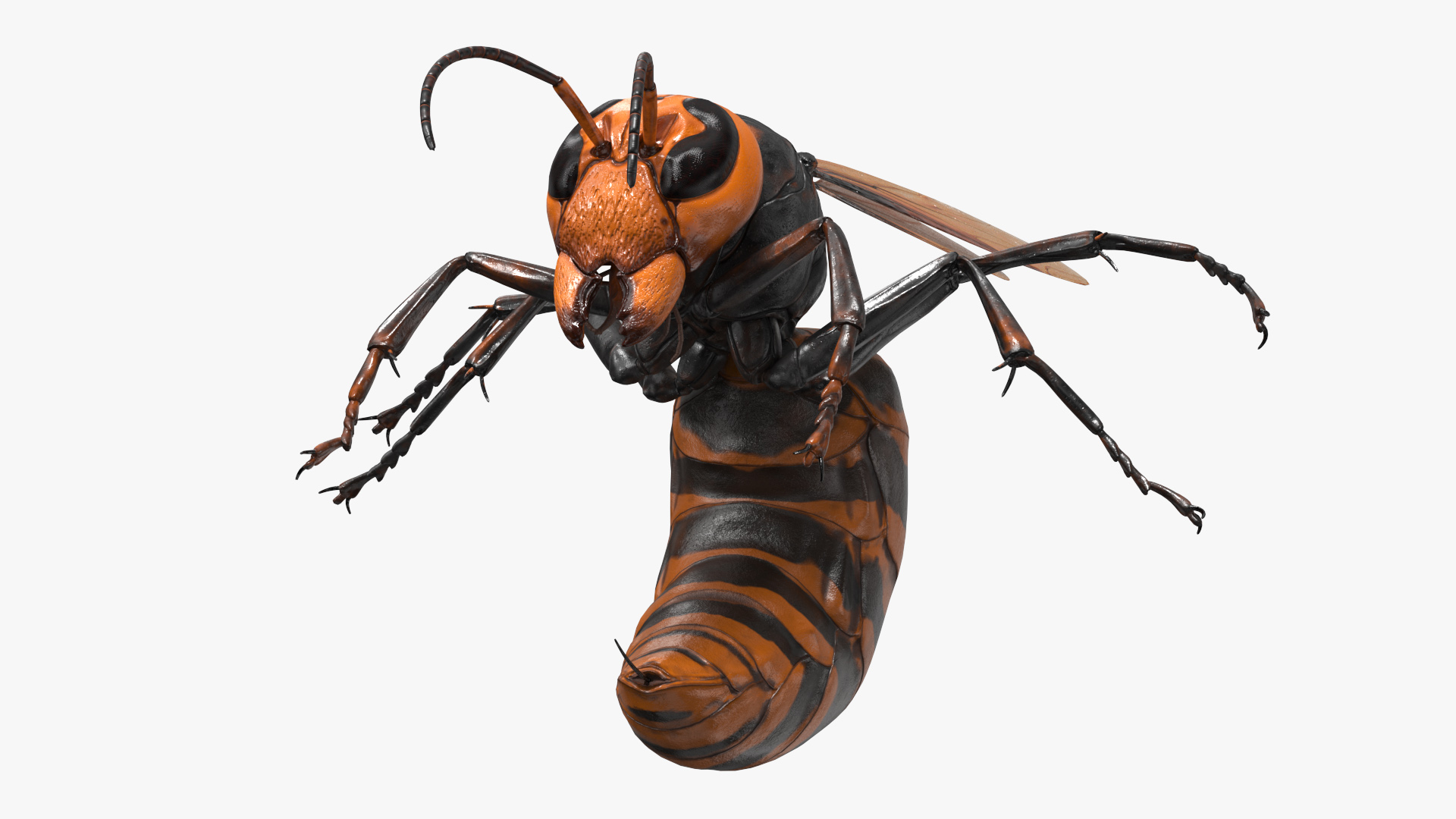 3D Huge Hornet Rigged model