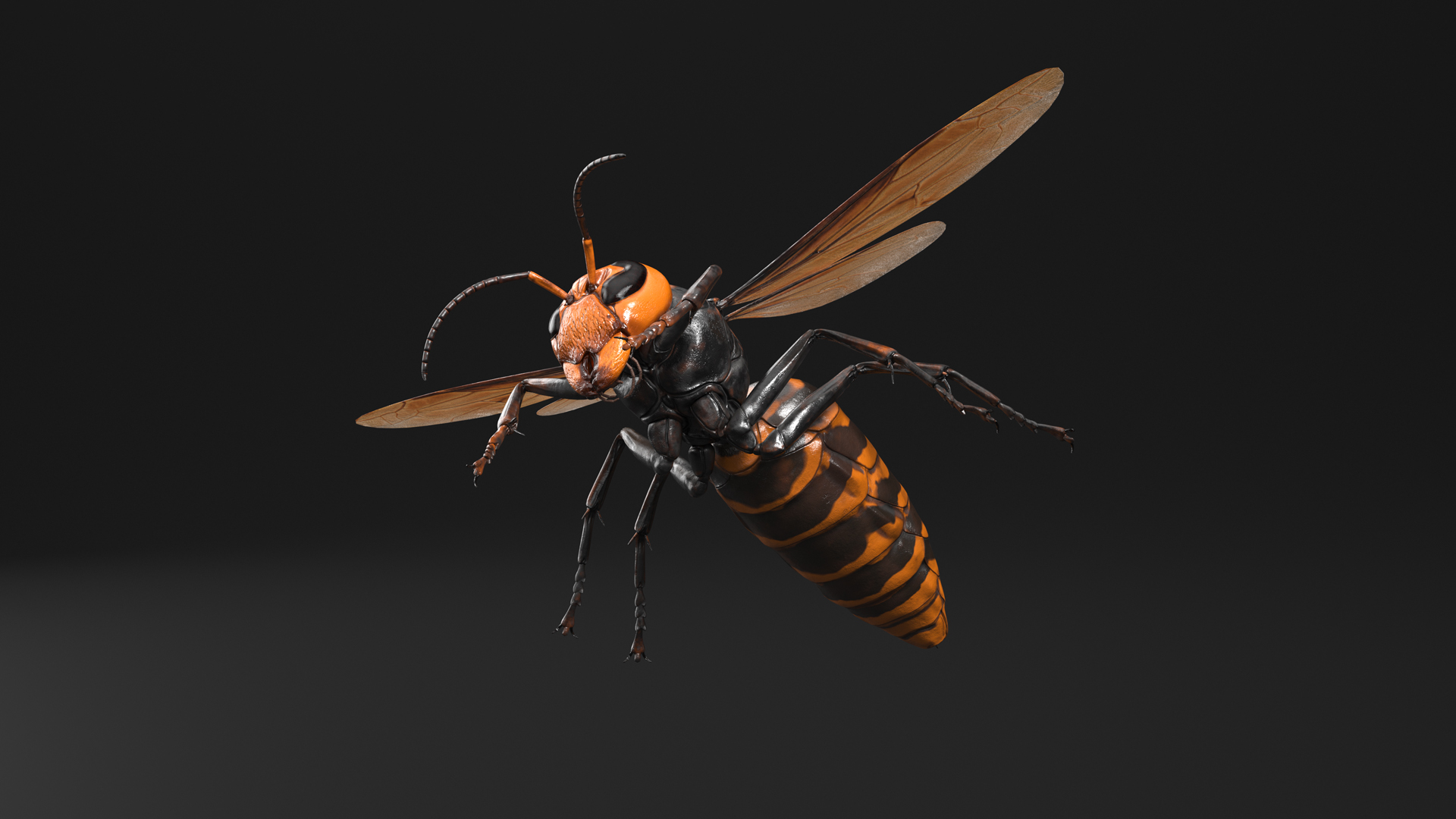 3D Huge Hornet Rigged model