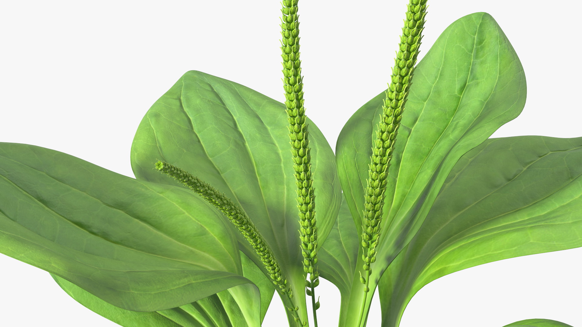 Realistic Broadleaf Plantain Plant 3D model