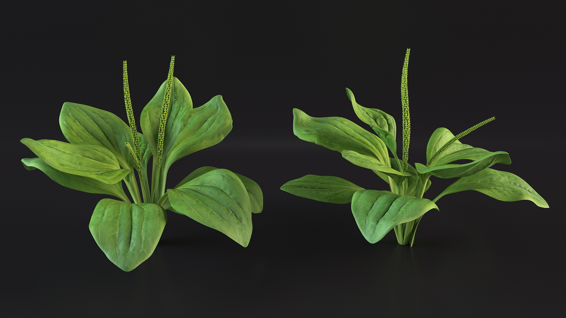 Realistic Broadleaf Plantain Plant 3D model