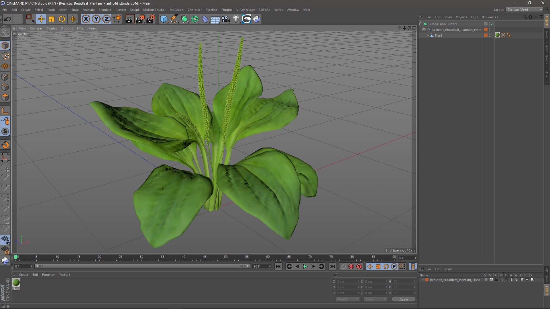 Realistic Broadleaf Plantain Plant 3D model