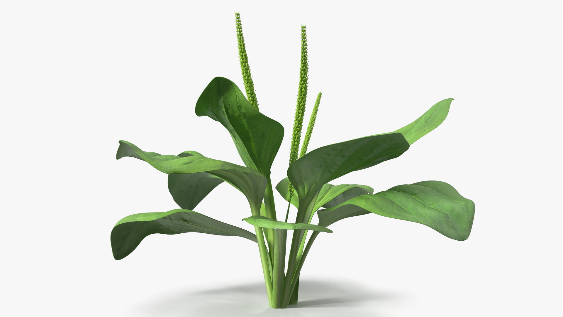 Realistic Broadleaf Plantain Plant 3D model