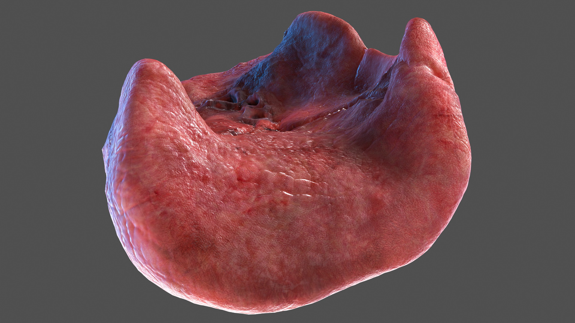 3D model Human Lung Left