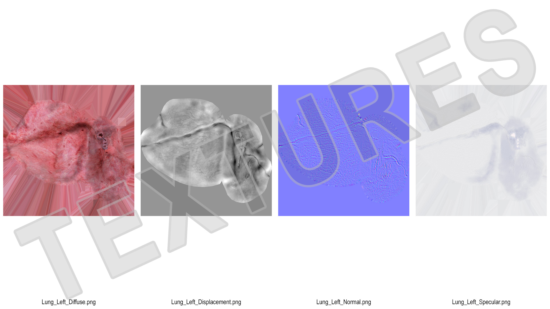 3D model Human Lung Left