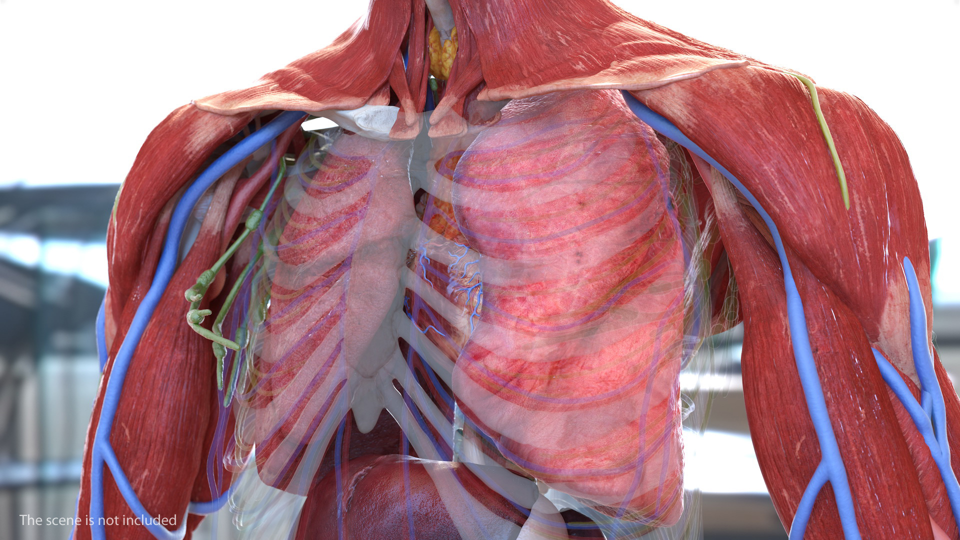 3D model Human Lung Left