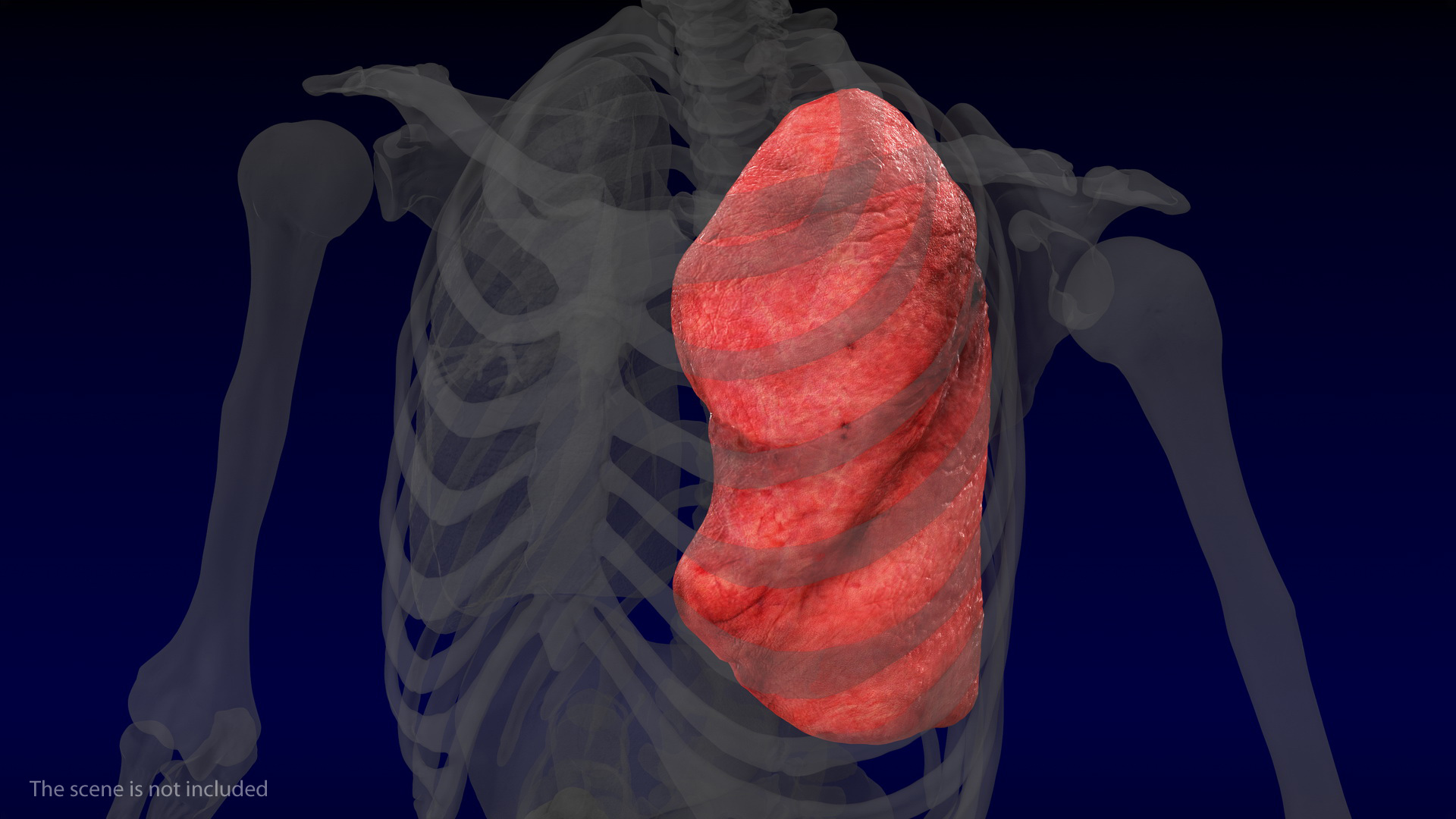 3D model Human Lung Left