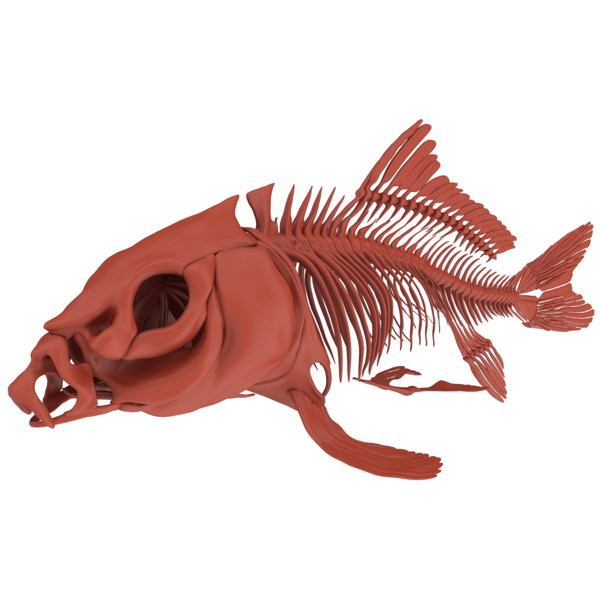 3D Carp Skeleton for 3D Print