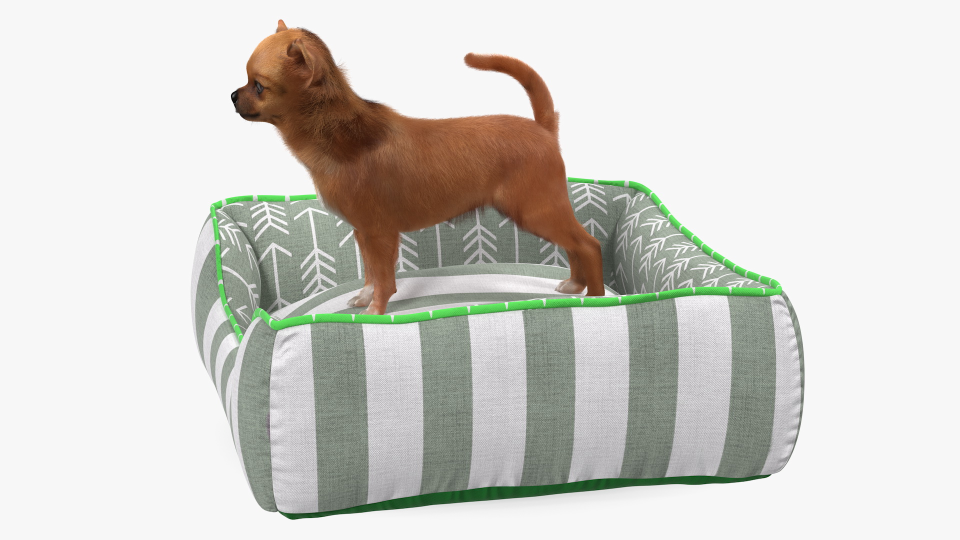 Chihuahua in Dog Bed with Fur 3D model