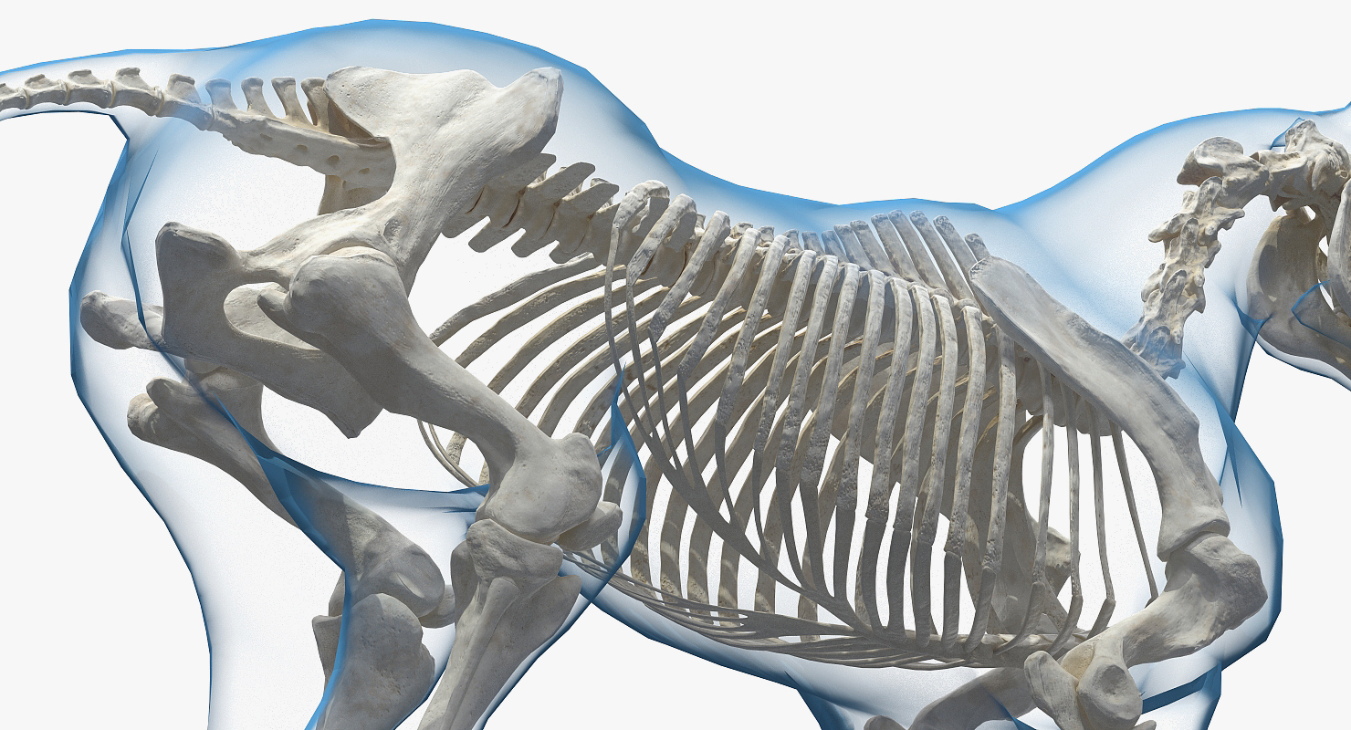 3D model Horse Envelope with Skeleton Rigged