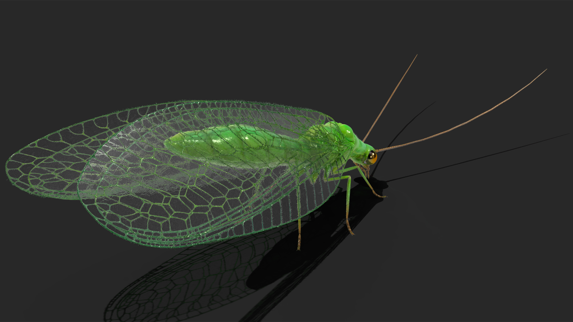 3D model Chrysopa Oculata Fur