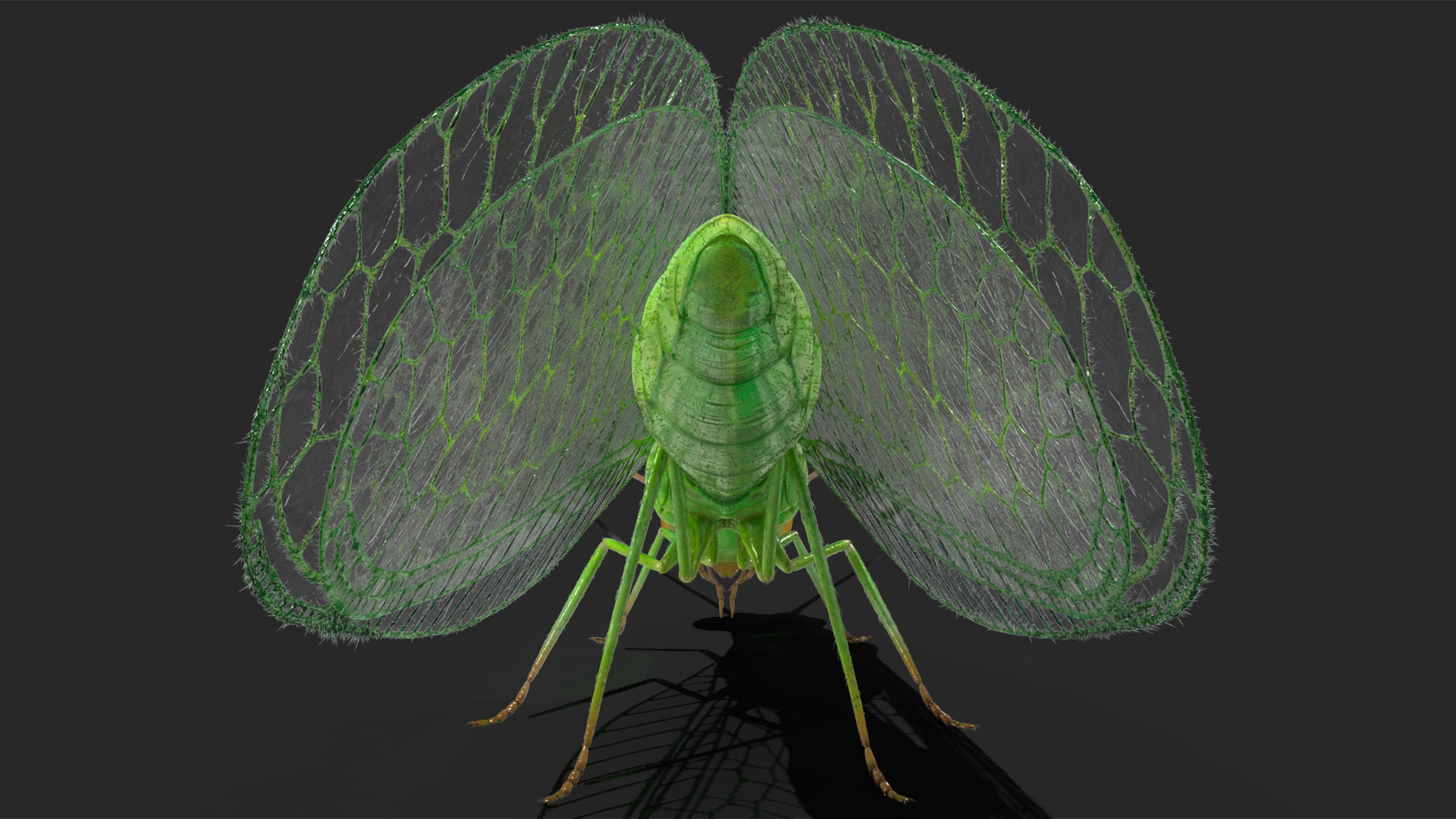 3D model Chrysopa Oculata Fur