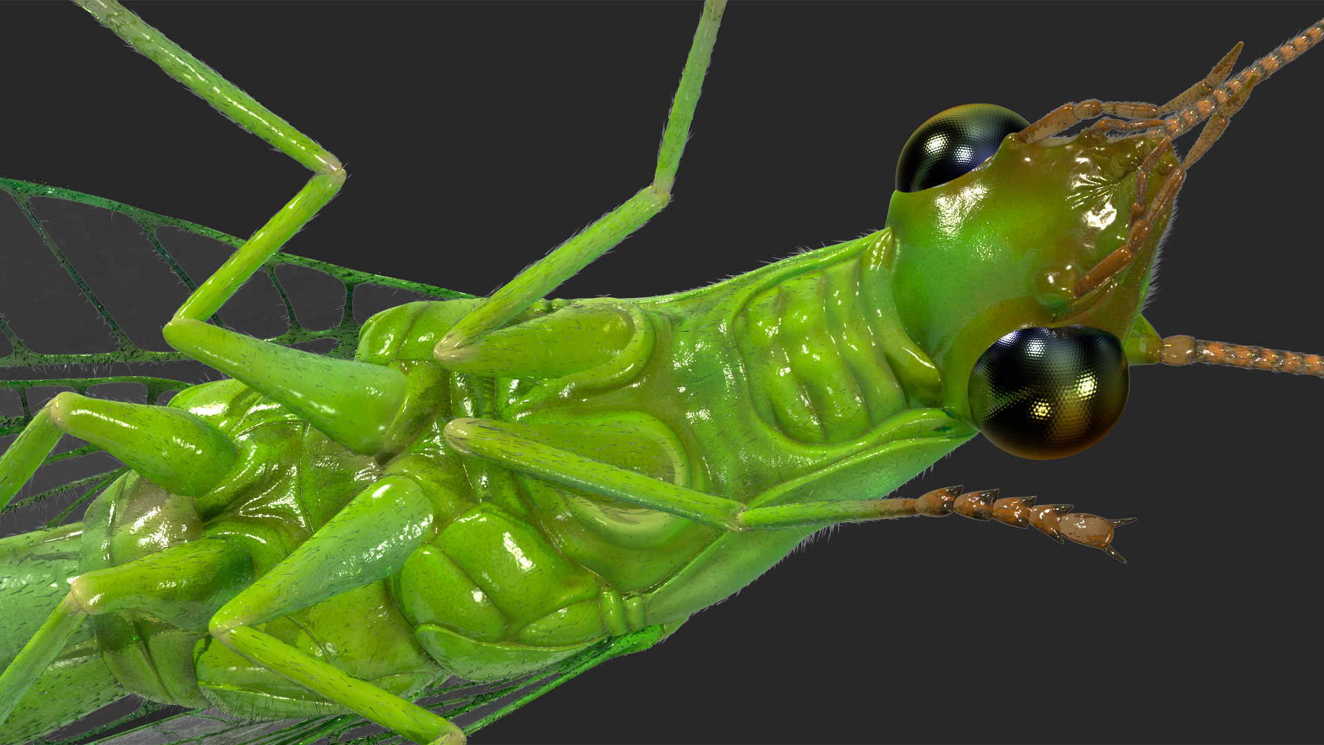 3D model Chrysopa Oculata Fur