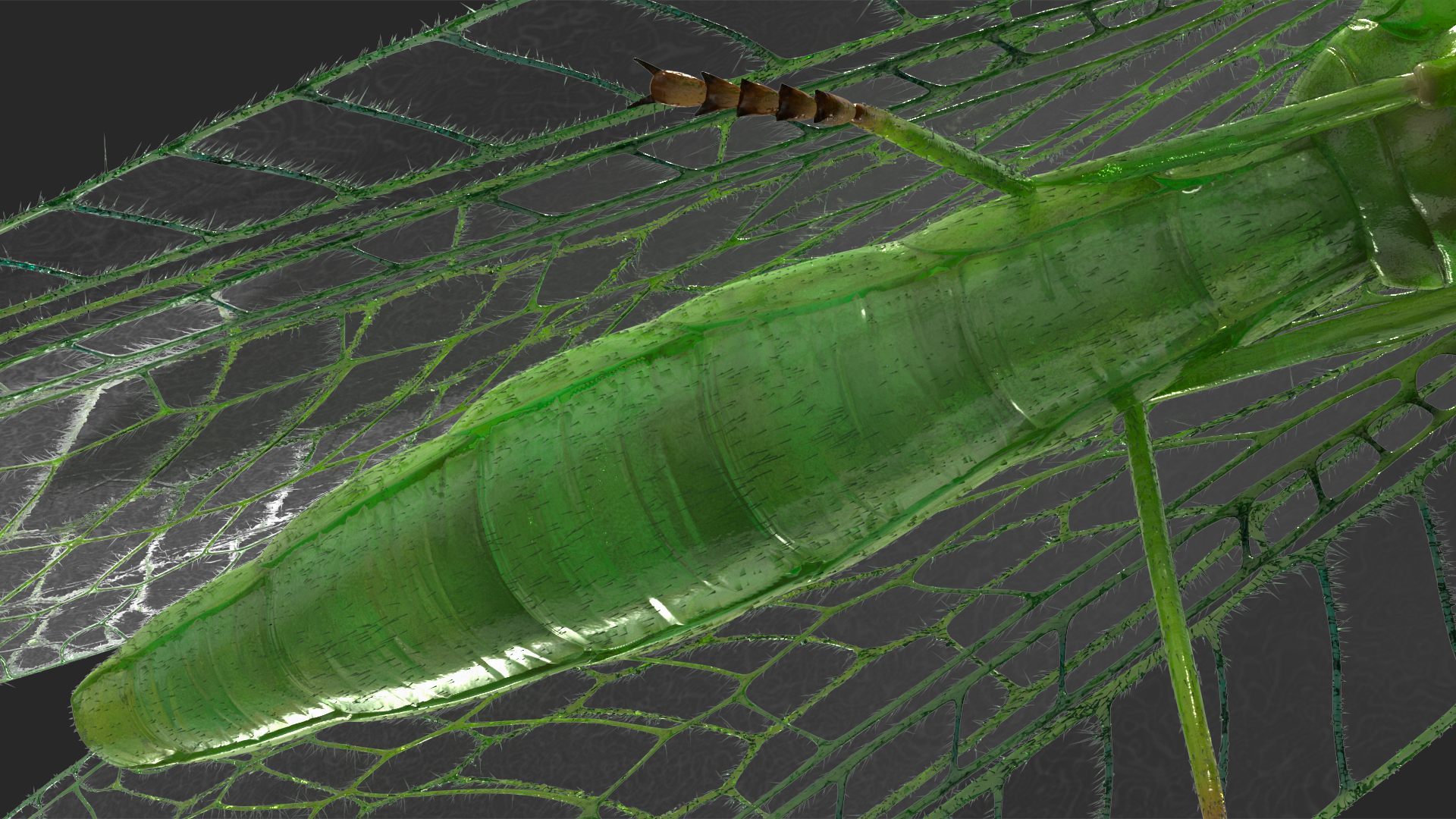 3D model Chrysopa Oculata Fur