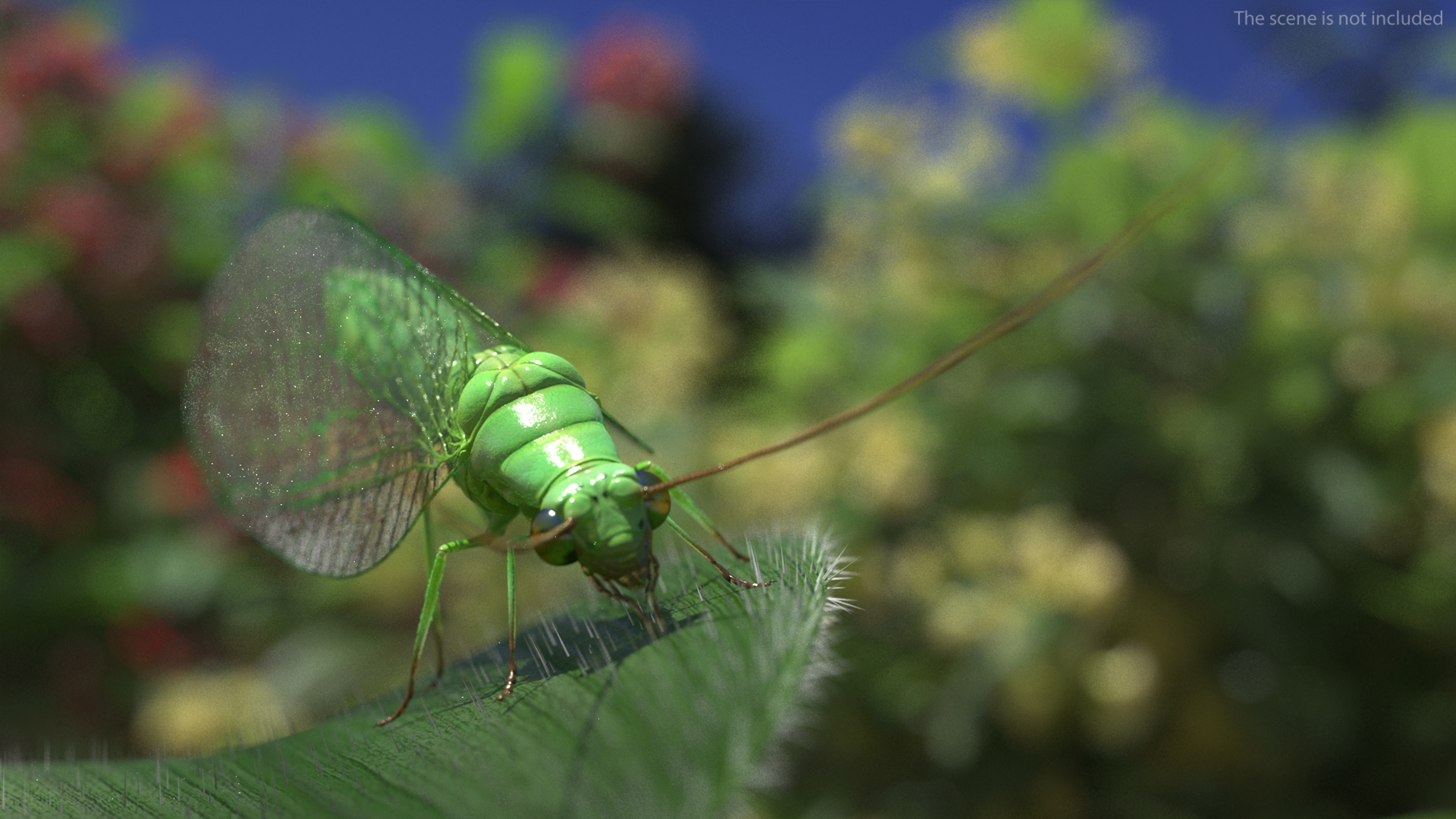 3D model Chrysopa Oculata Fur