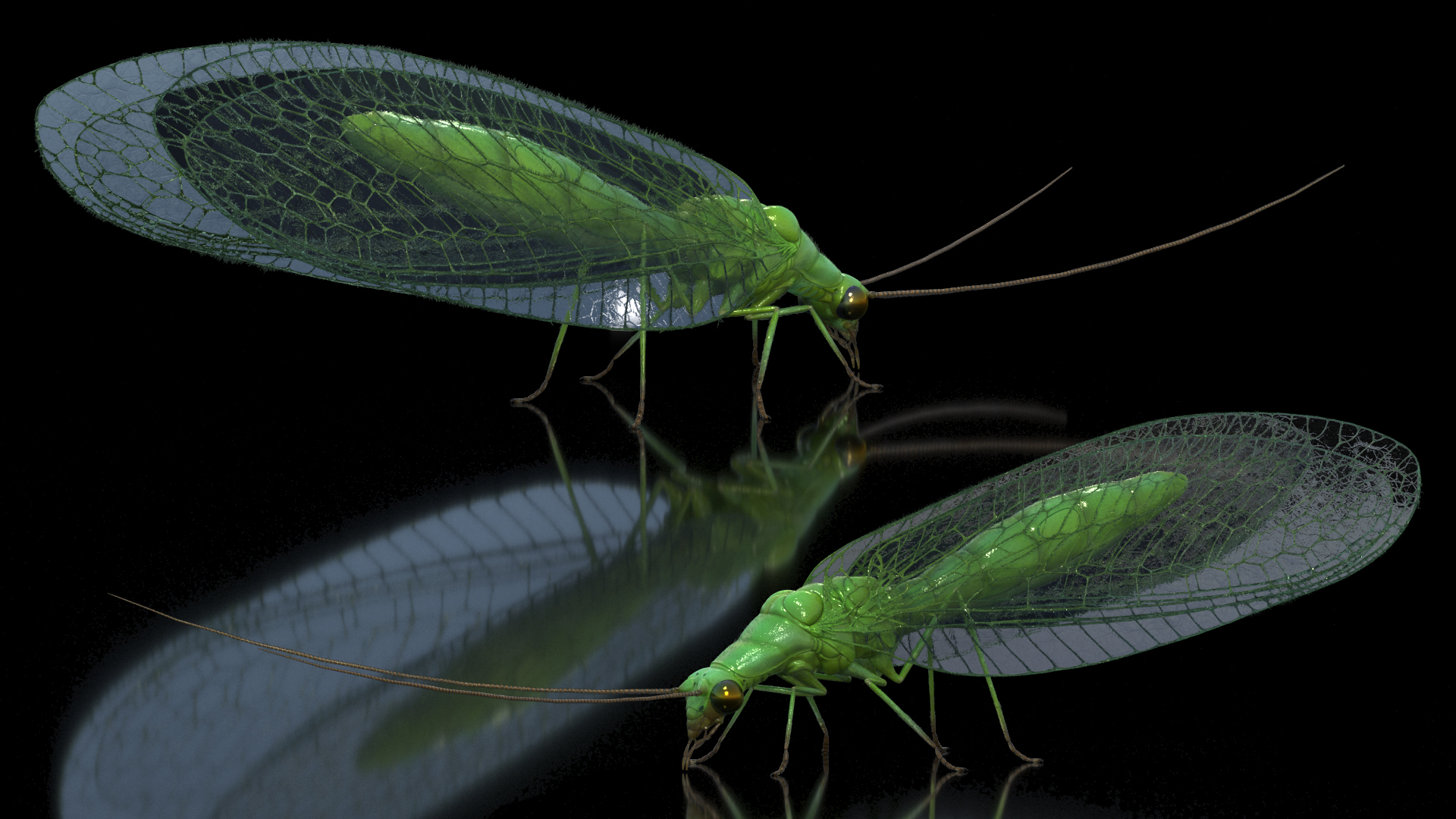 3D model Chrysopa Oculata Fur