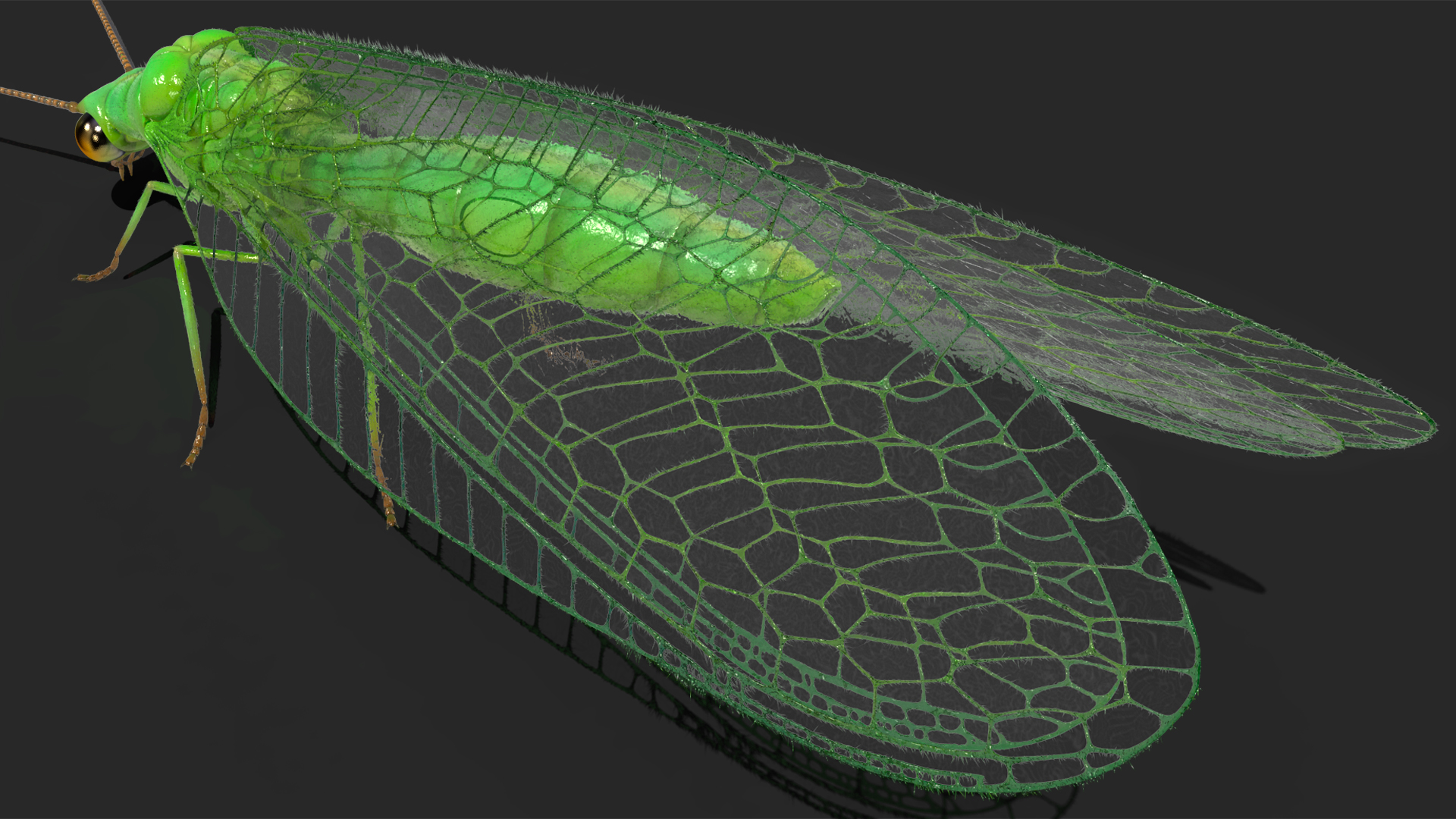 3D model Chrysopa Oculata Fur