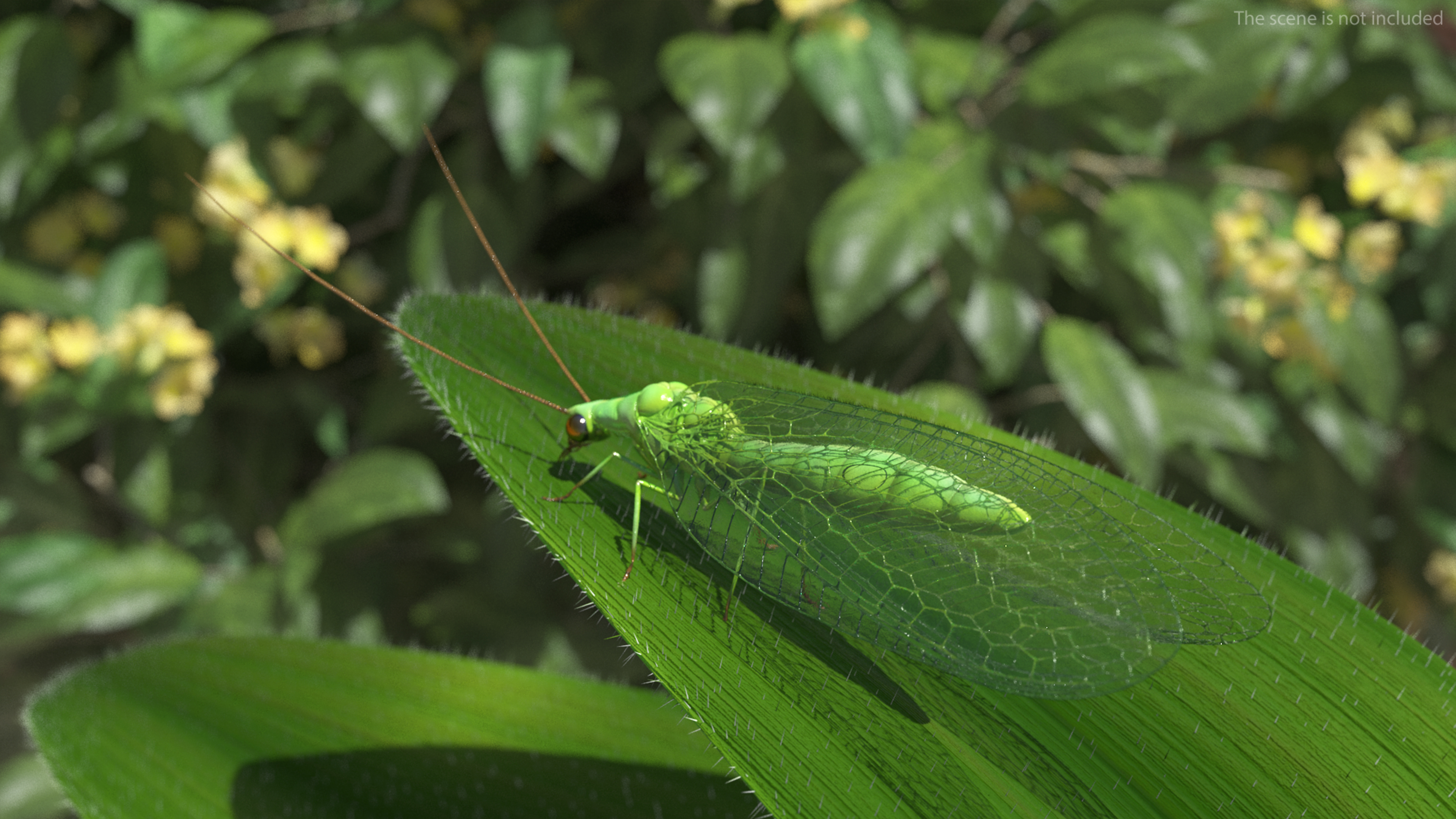 3D model Chrysopa Oculata Fur