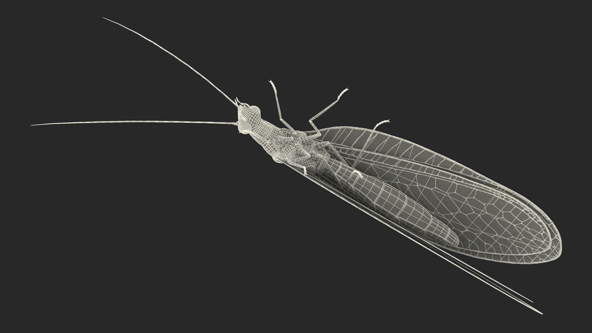 3D model Chrysopa Oculata Fur