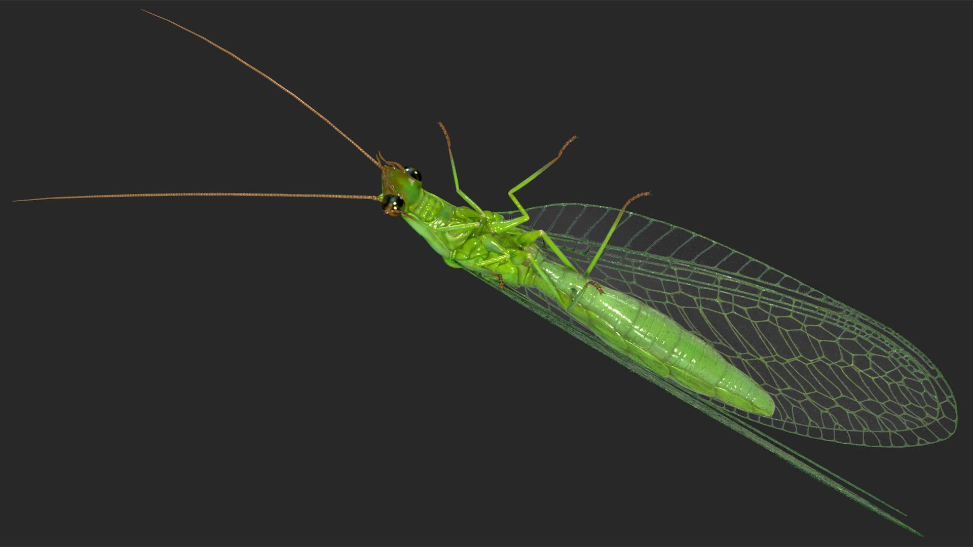 3D model Chrysopa Oculata Fur