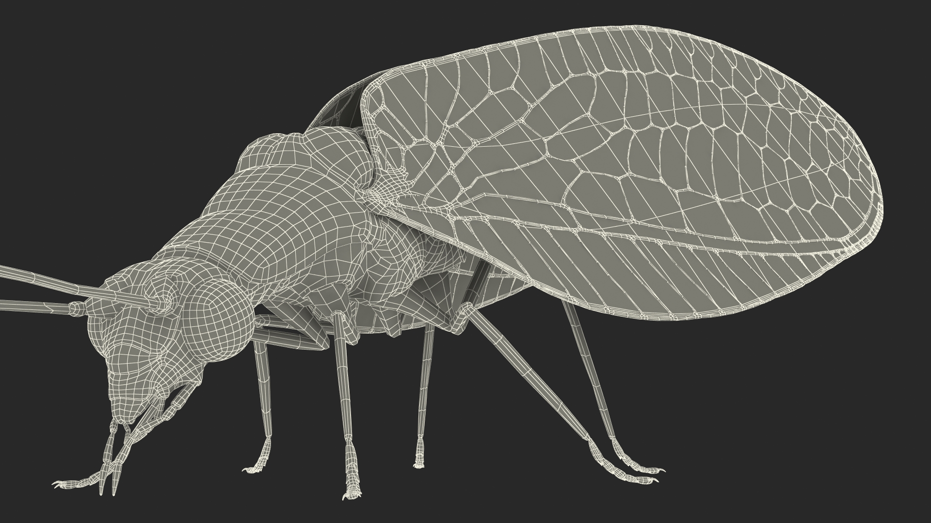 3D model Chrysopa Oculata Fur