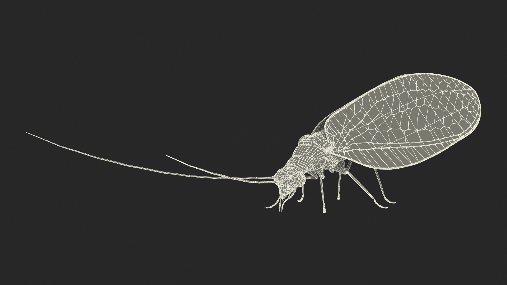 3D model Chrysopa Oculata Fur