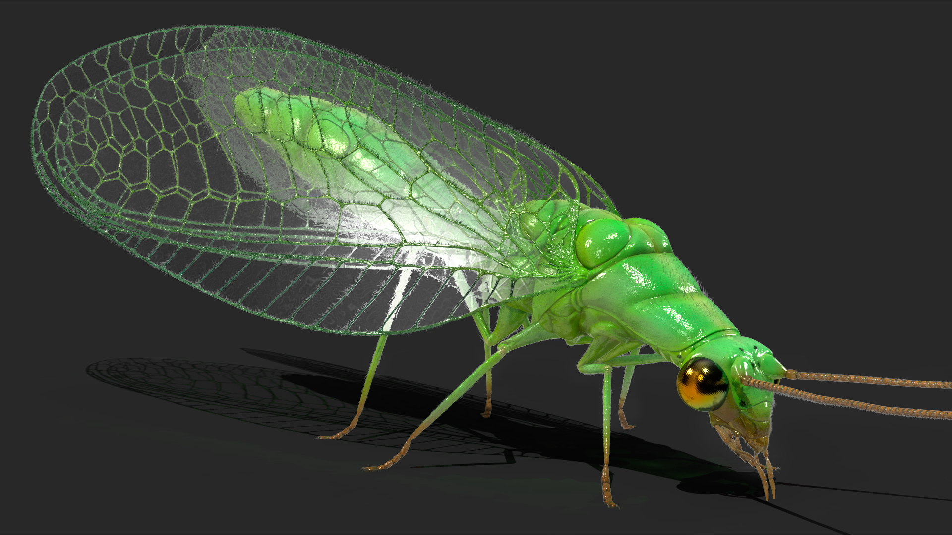 3D model Chrysopa Oculata Fur