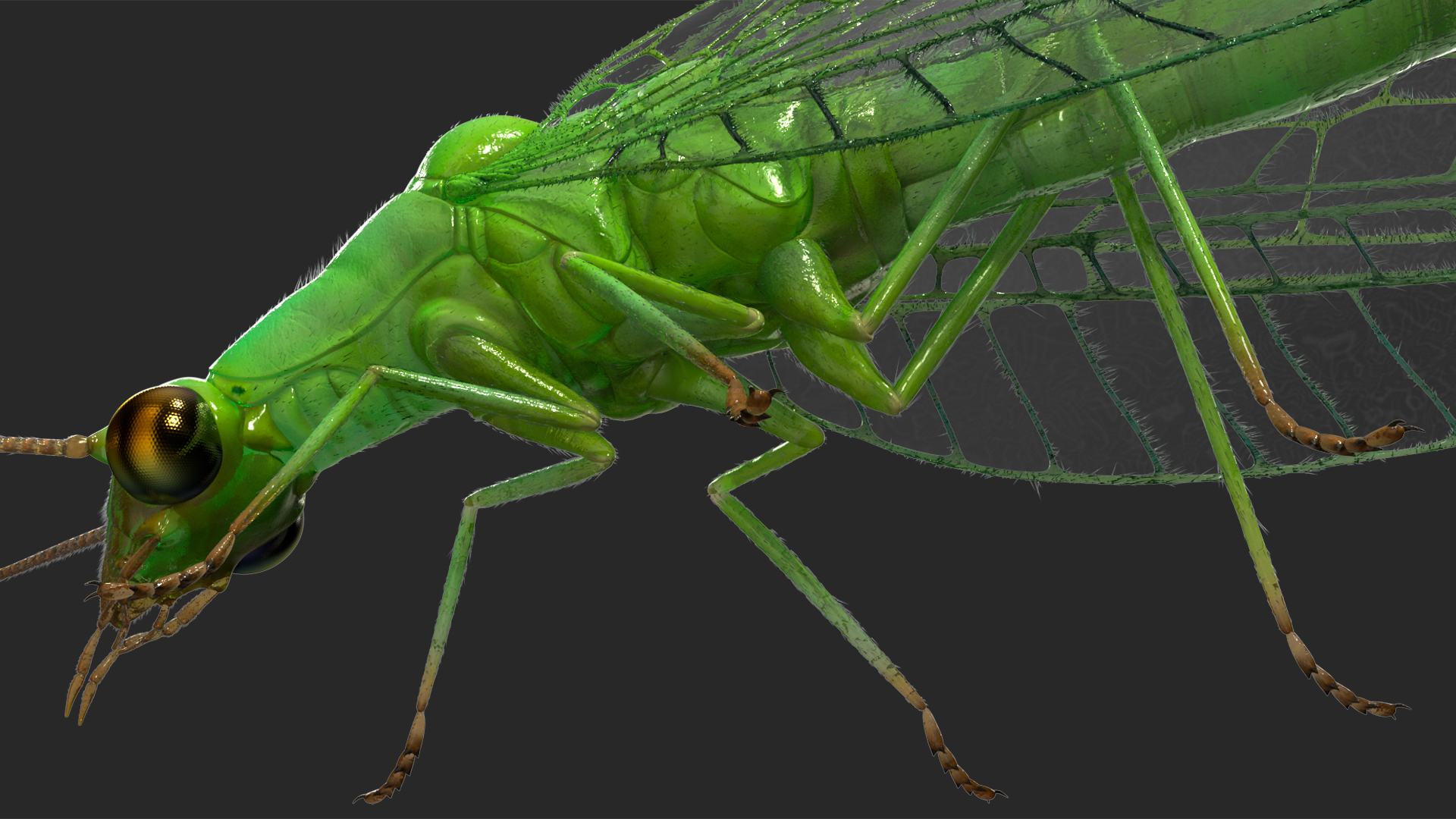 3D model Chrysopa Oculata Fur