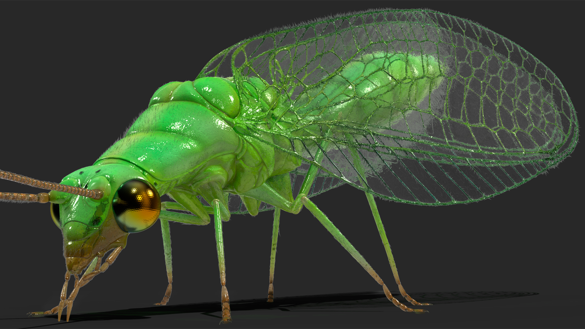 3D model Chrysopa Oculata Fur