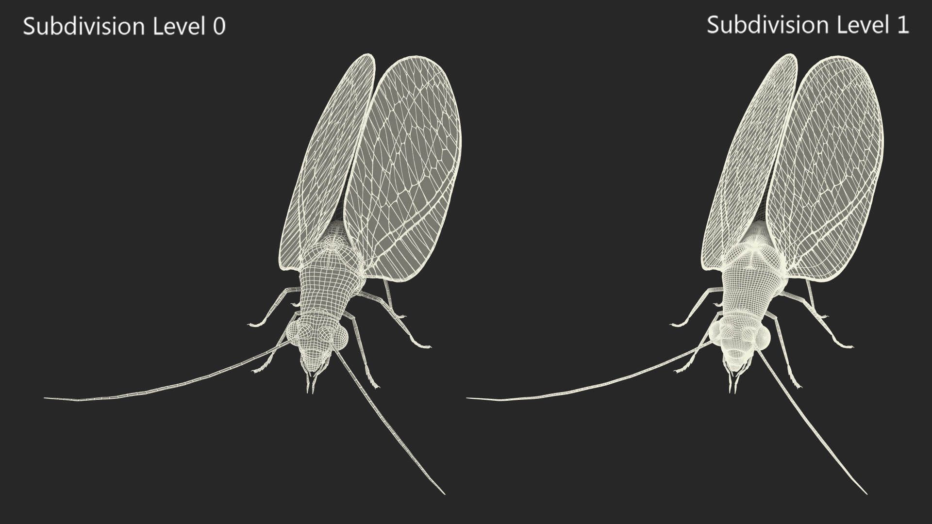 3D model Chrysopa Oculata Fur