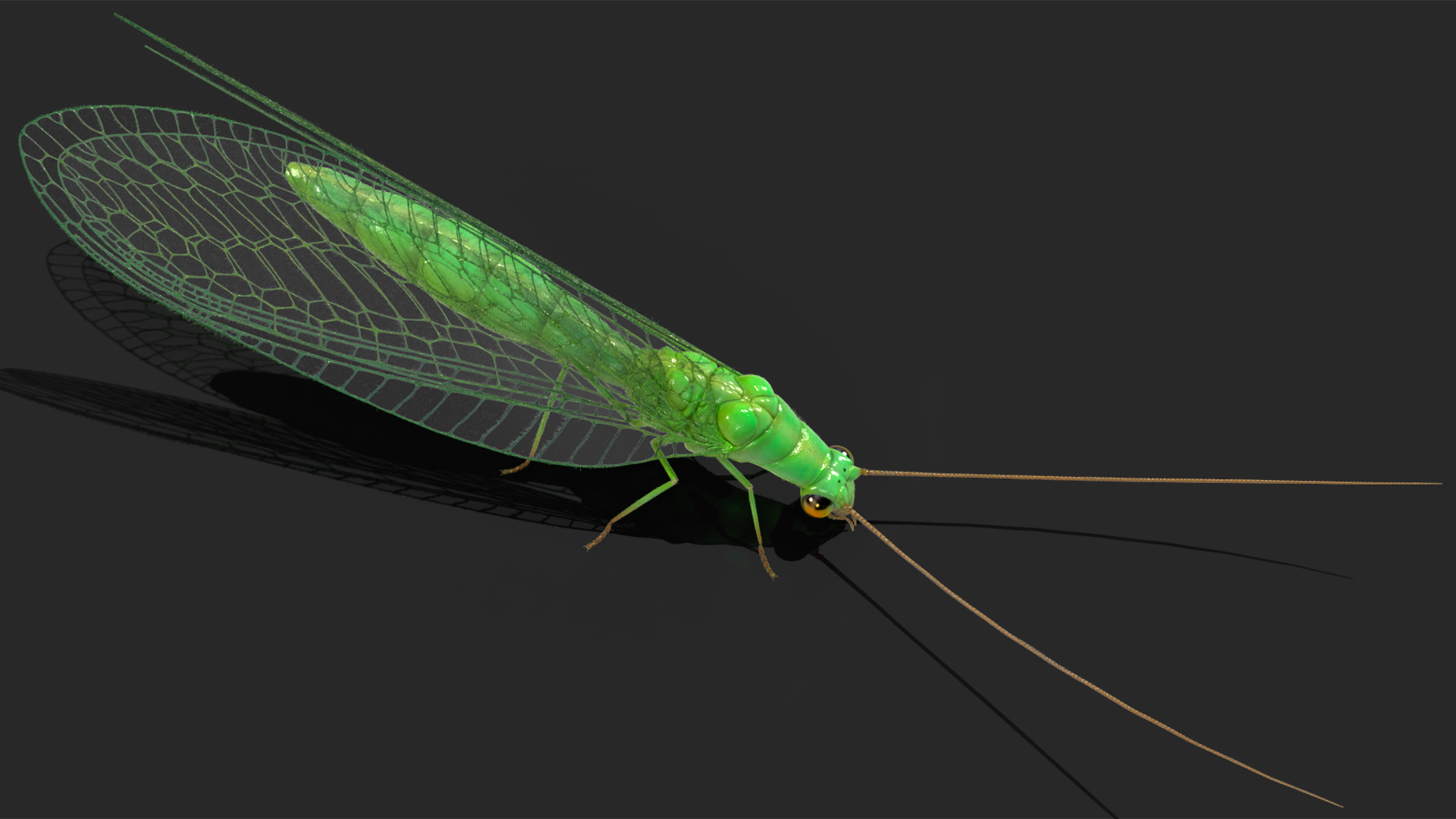 3D model Chrysopa Oculata Fur