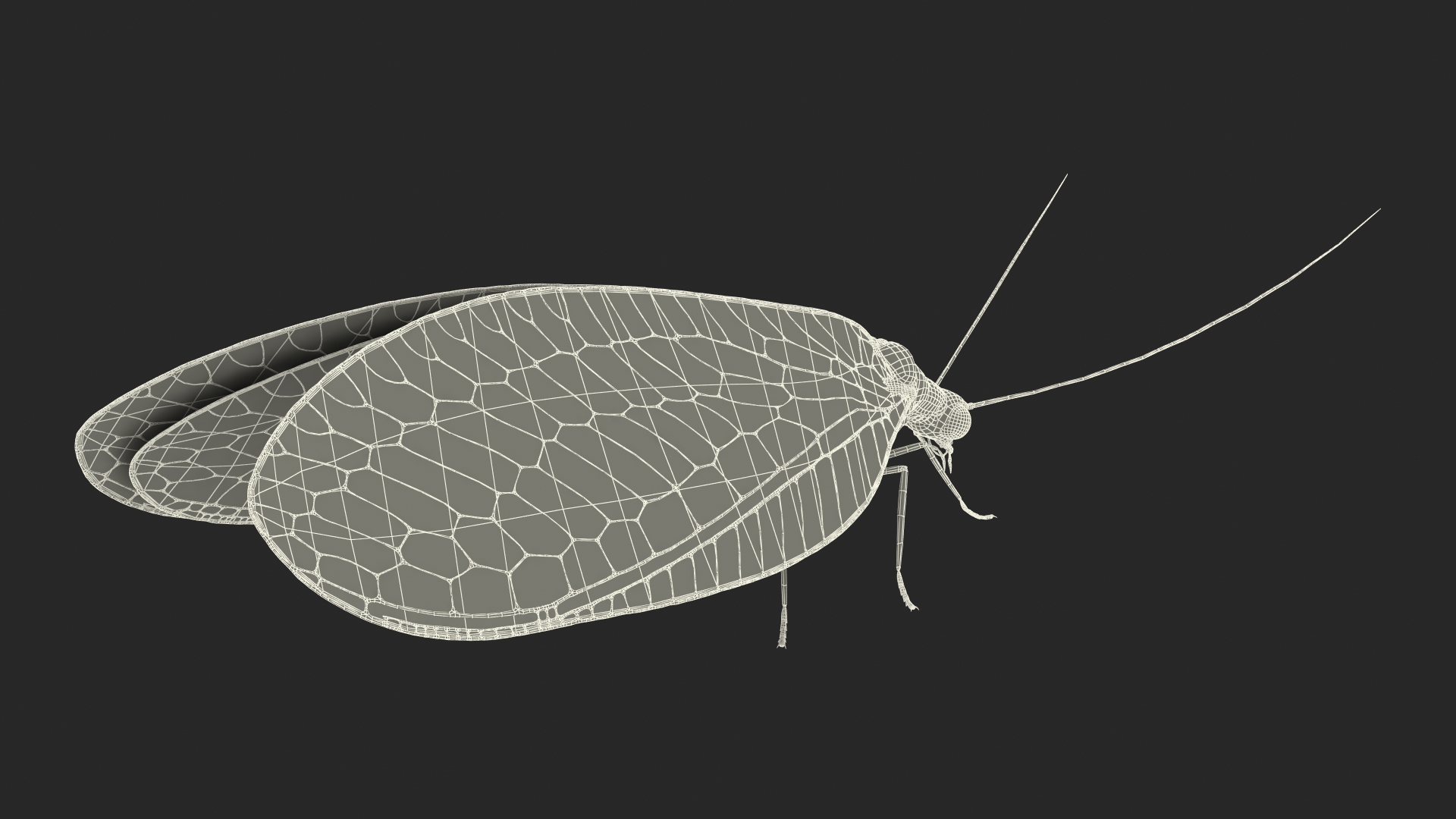 3D model Chrysopa Oculata Fur