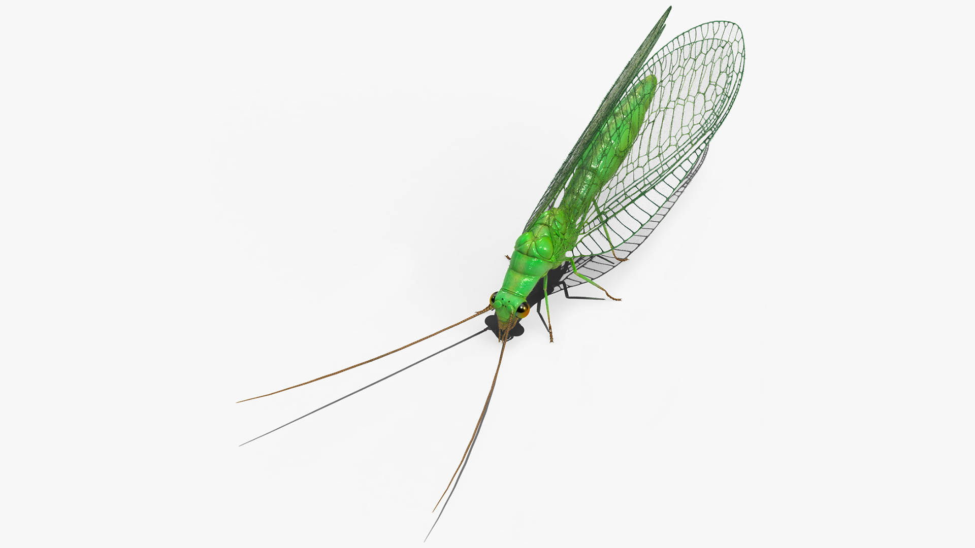 3D model Chrysopa Oculata Fur