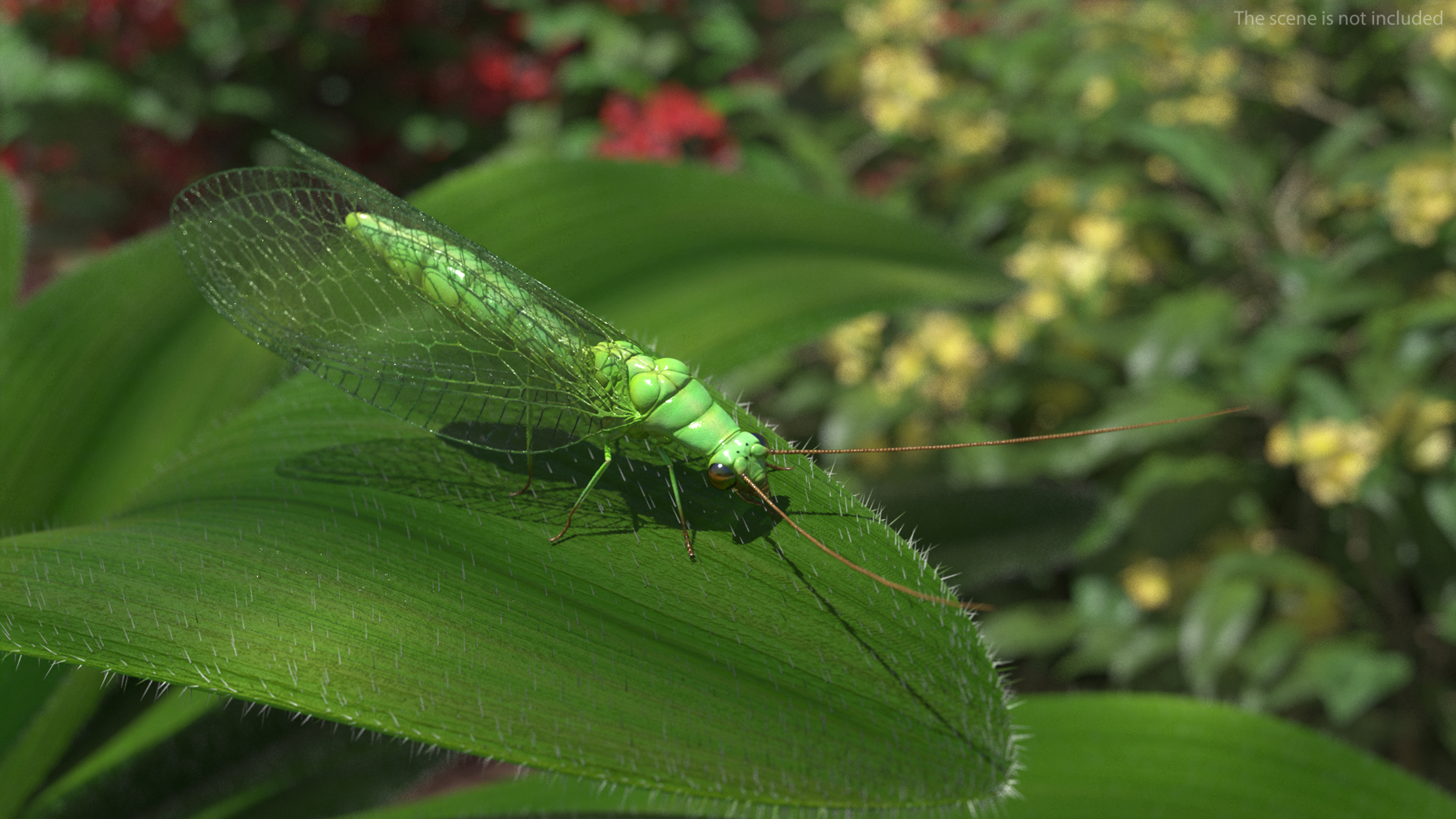 3D model Chrysopa Oculata Fur