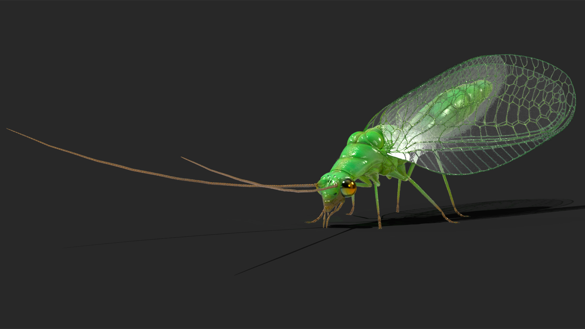 3D model Chrysopa Oculata Fur