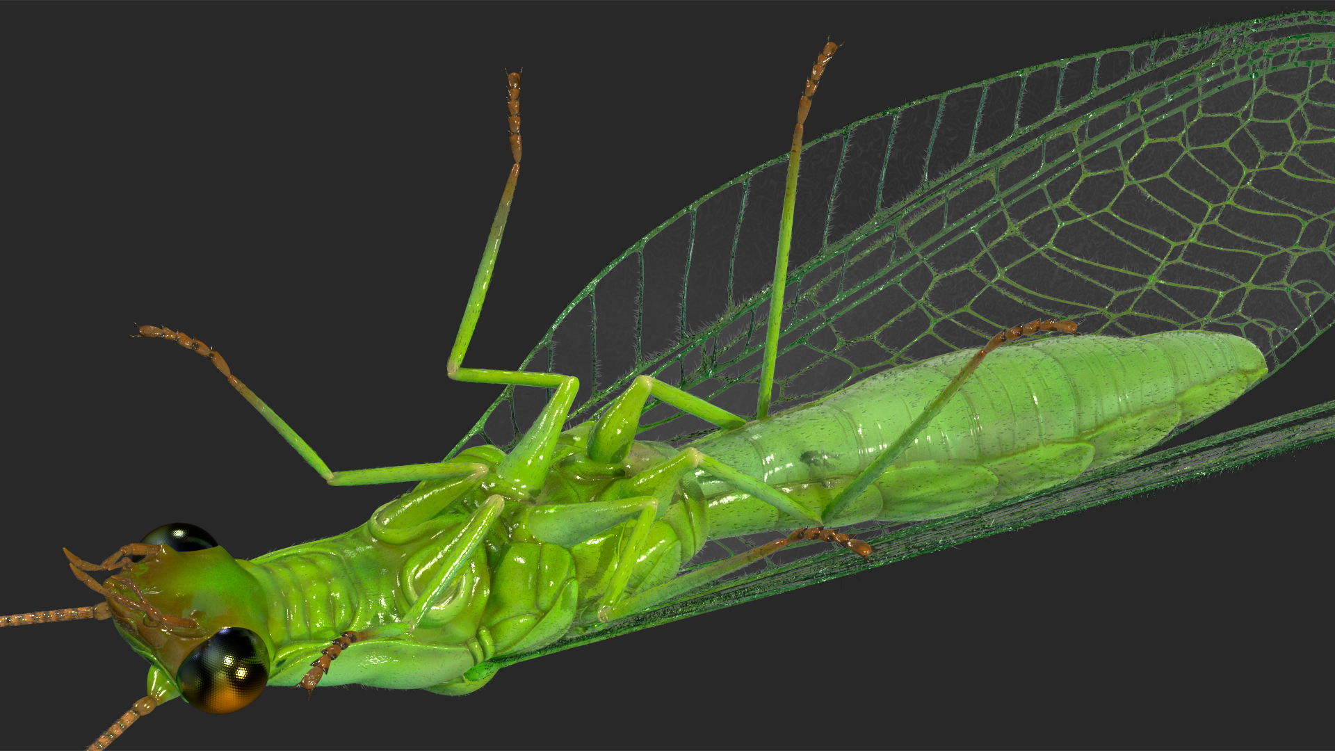 3D model Chrysopa Oculata Fur