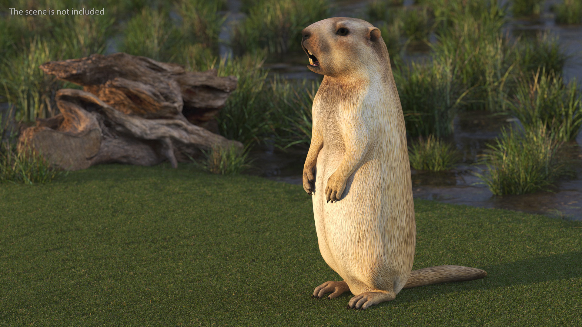 3D Groundhog Standing on Hind Legs