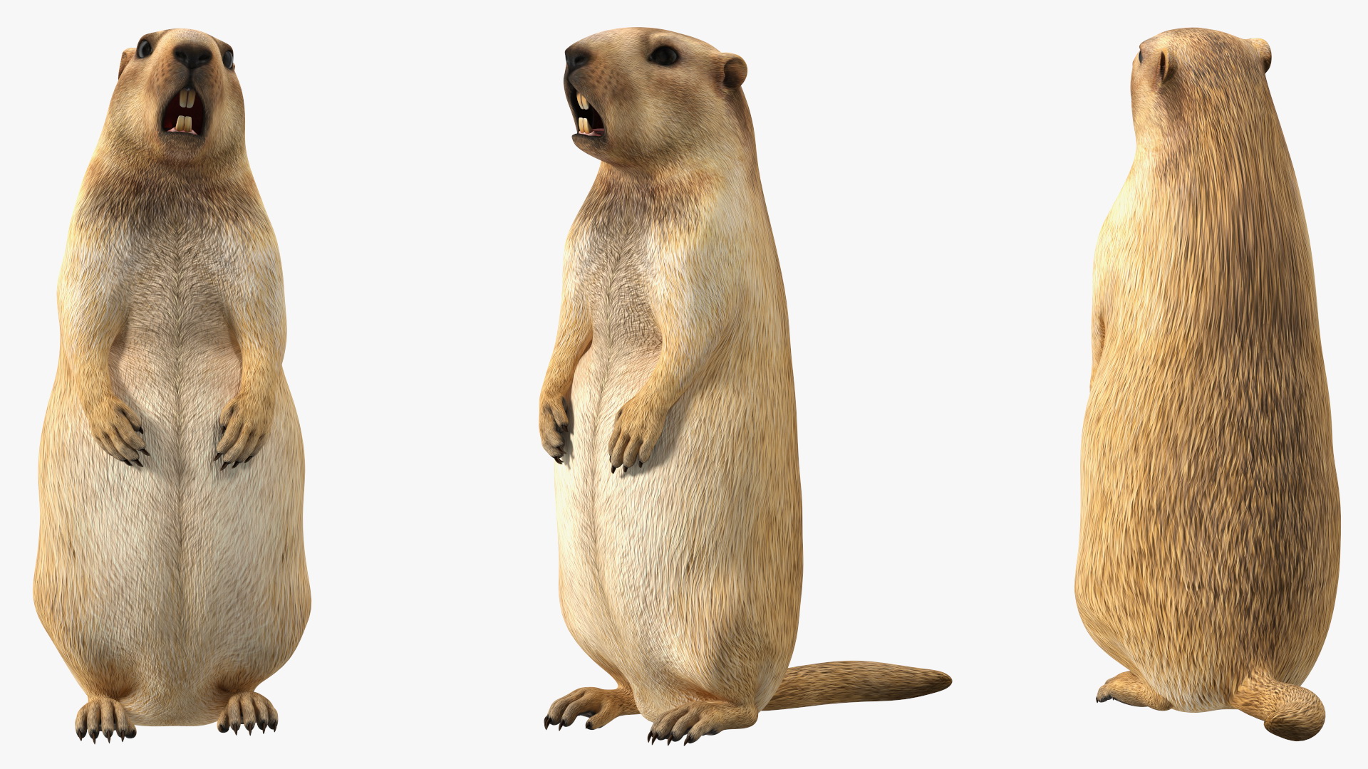 3D Groundhog Standing on Hind Legs