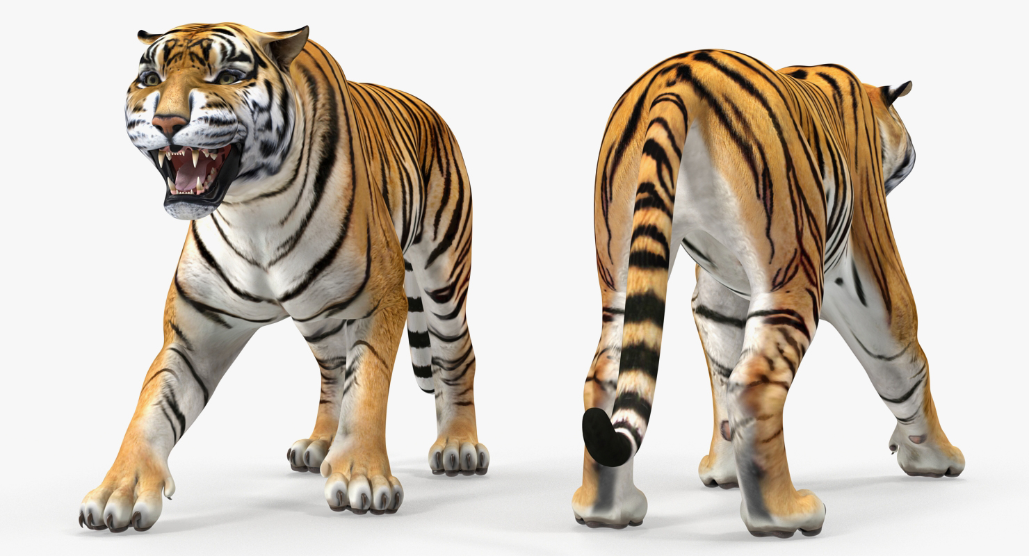 3D Tiger in Circus Wagon