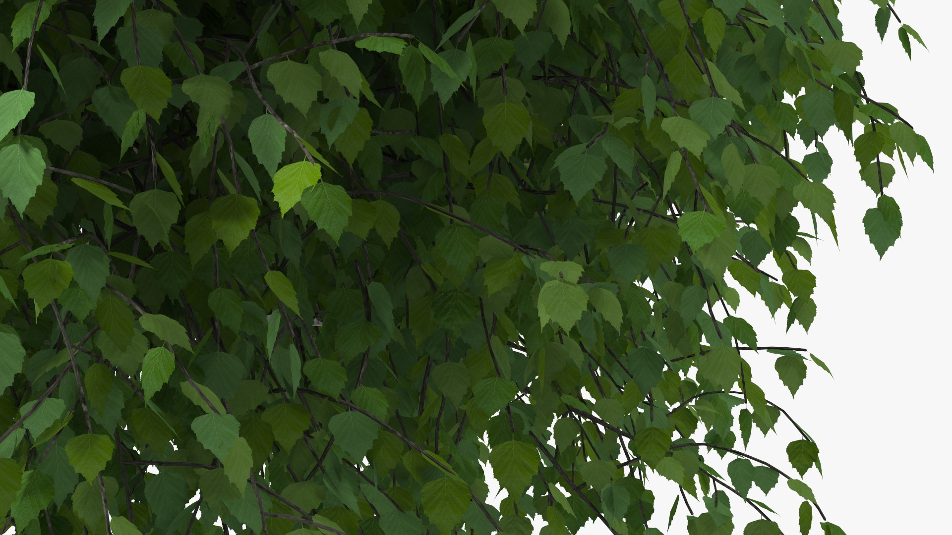 Small Birch Tree Green 3D