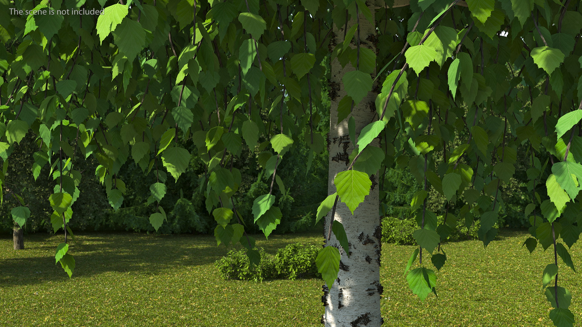 Small Birch Tree Green 3D