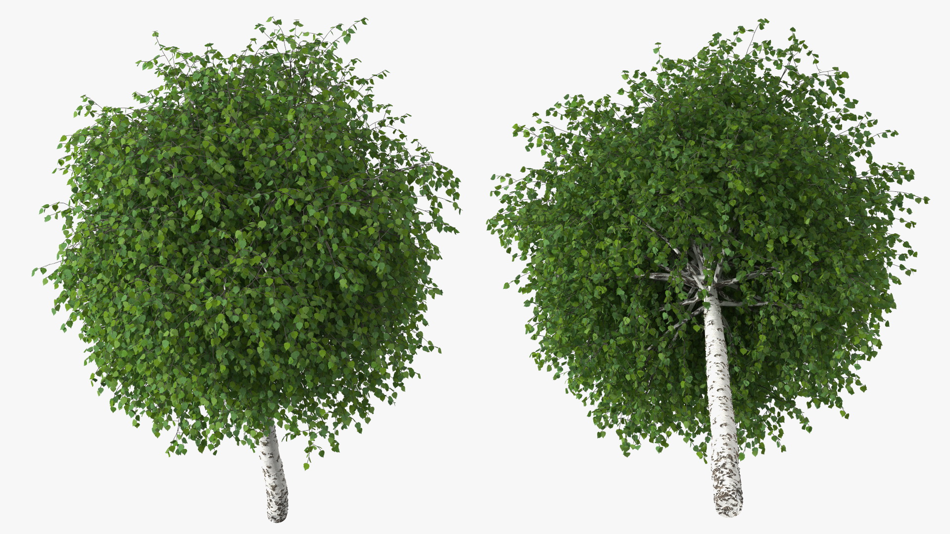 Small Birch Tree Green 3D