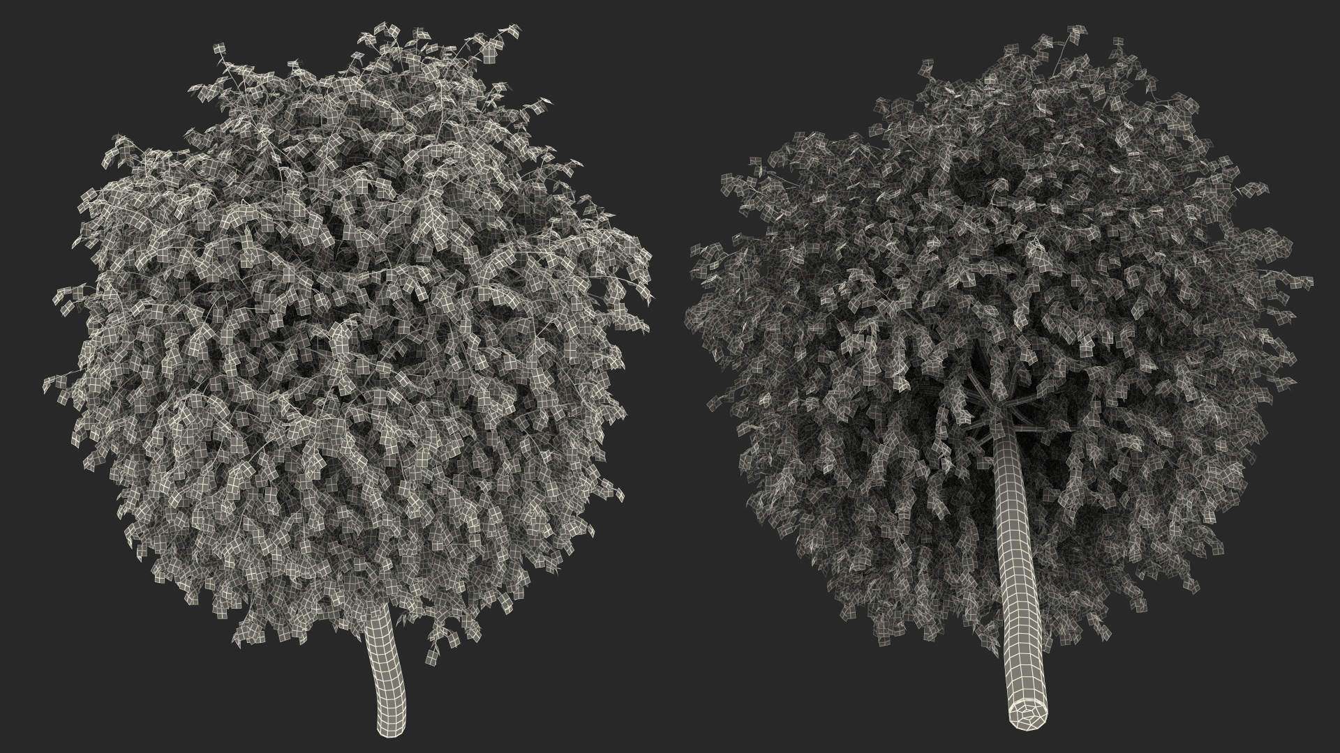 Small Birch Tree Green 3D