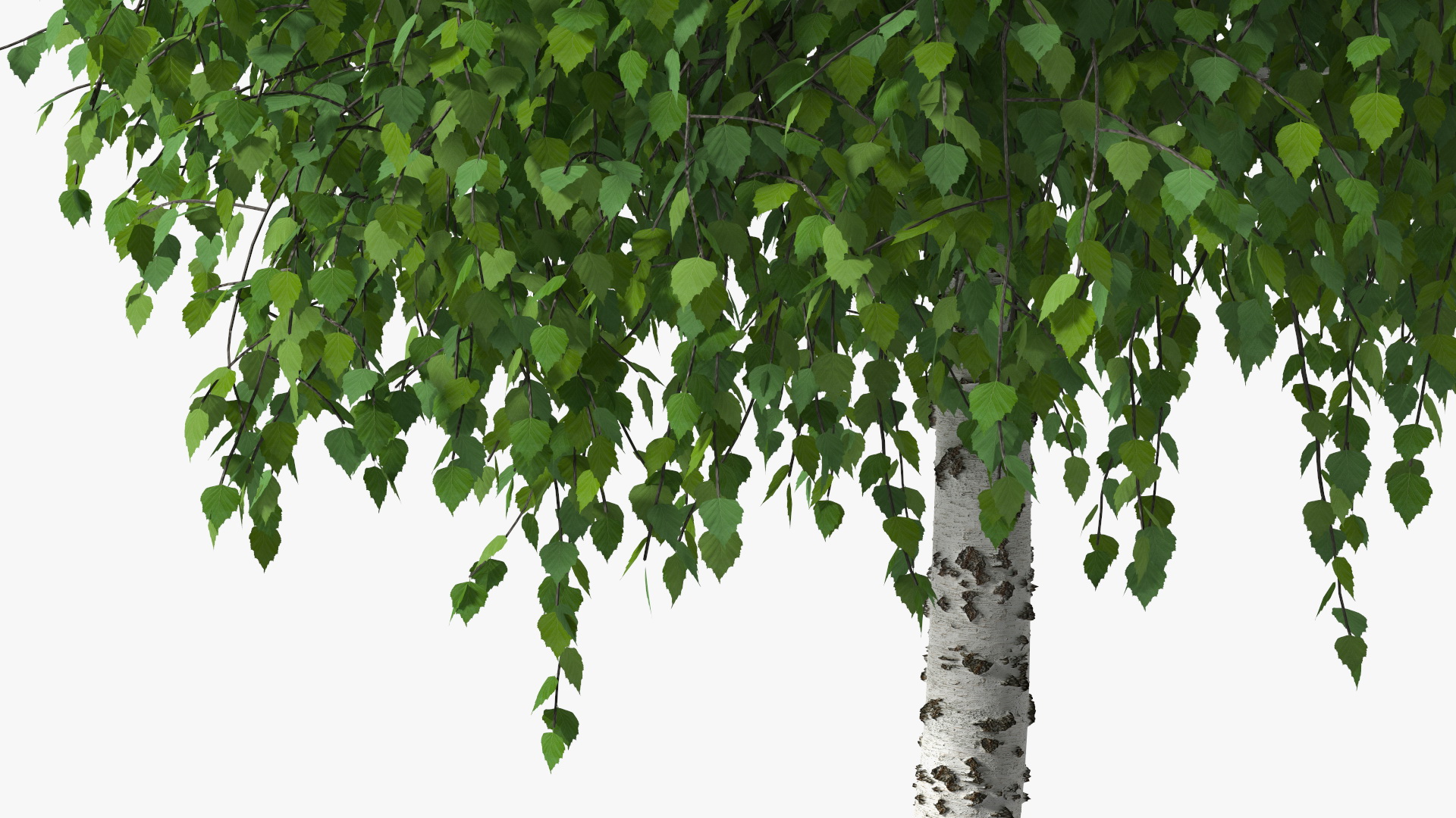 Small Birch Tree Green 3D