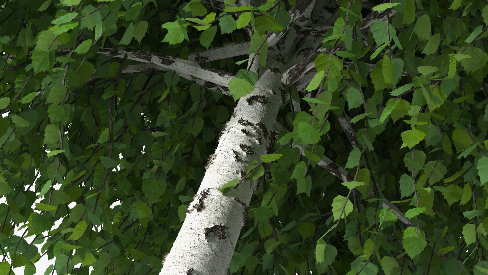 Small Birch Tree Green 3D