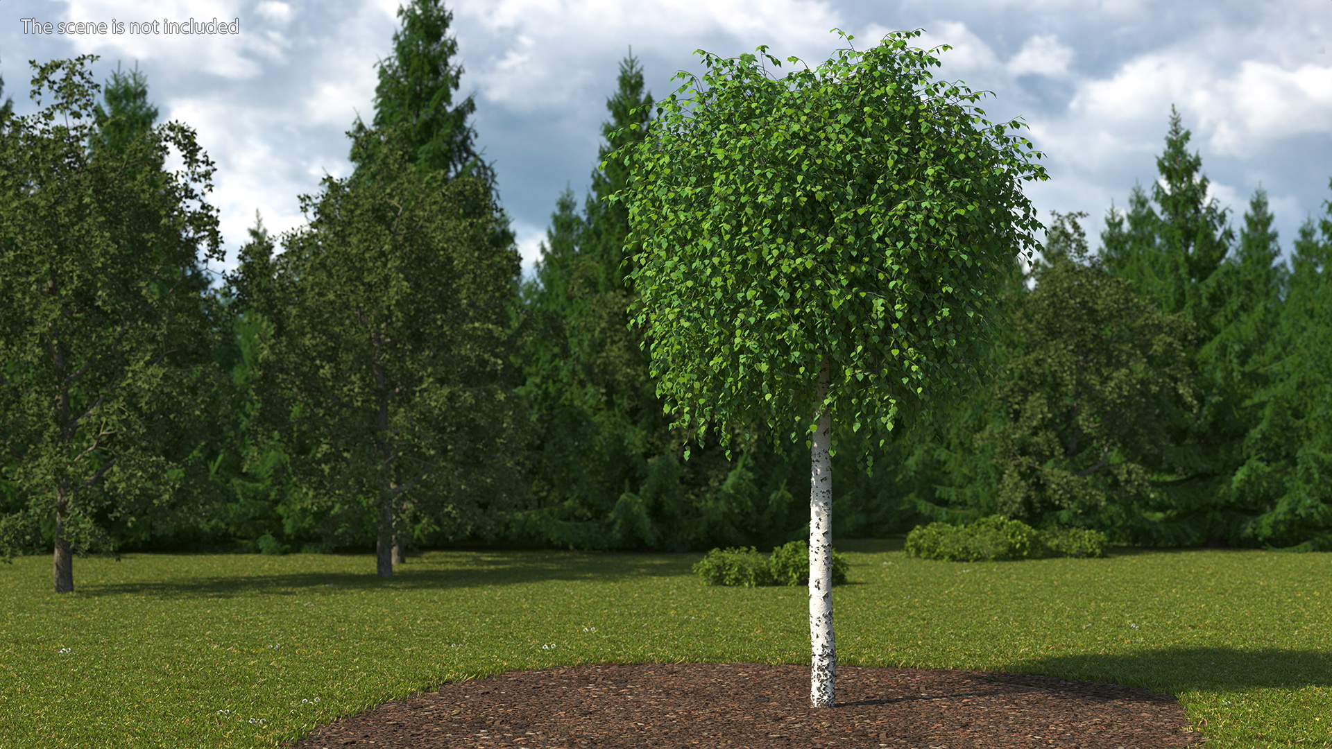 Small Birch Tree Green 3D