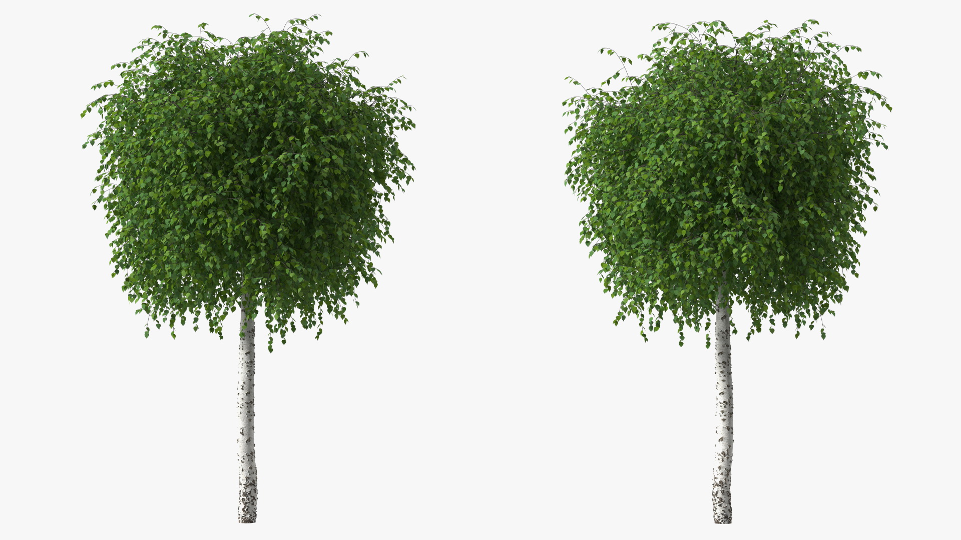 Small Birch Tree Green 3D