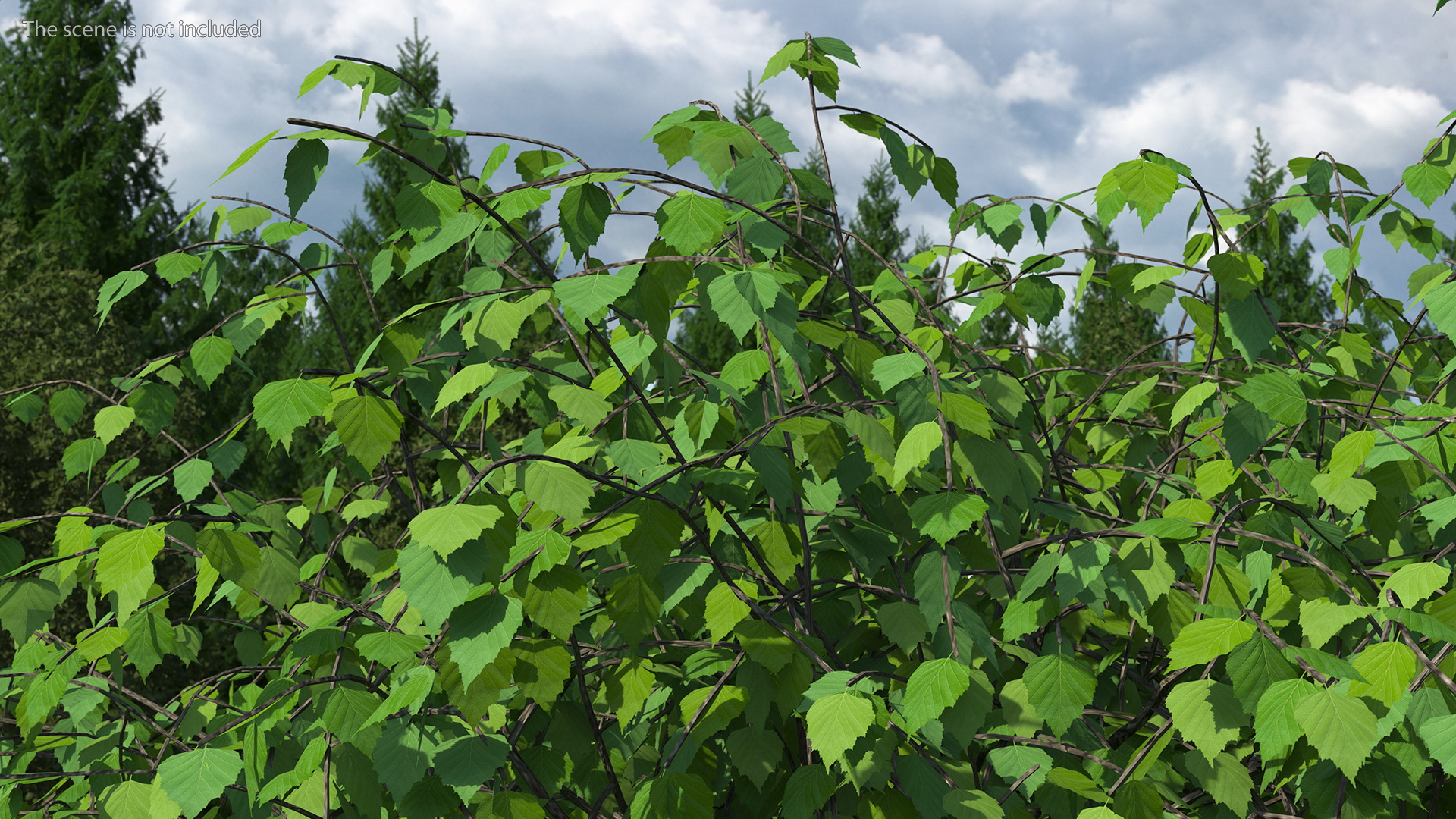 Small Birch Tree Green 3D