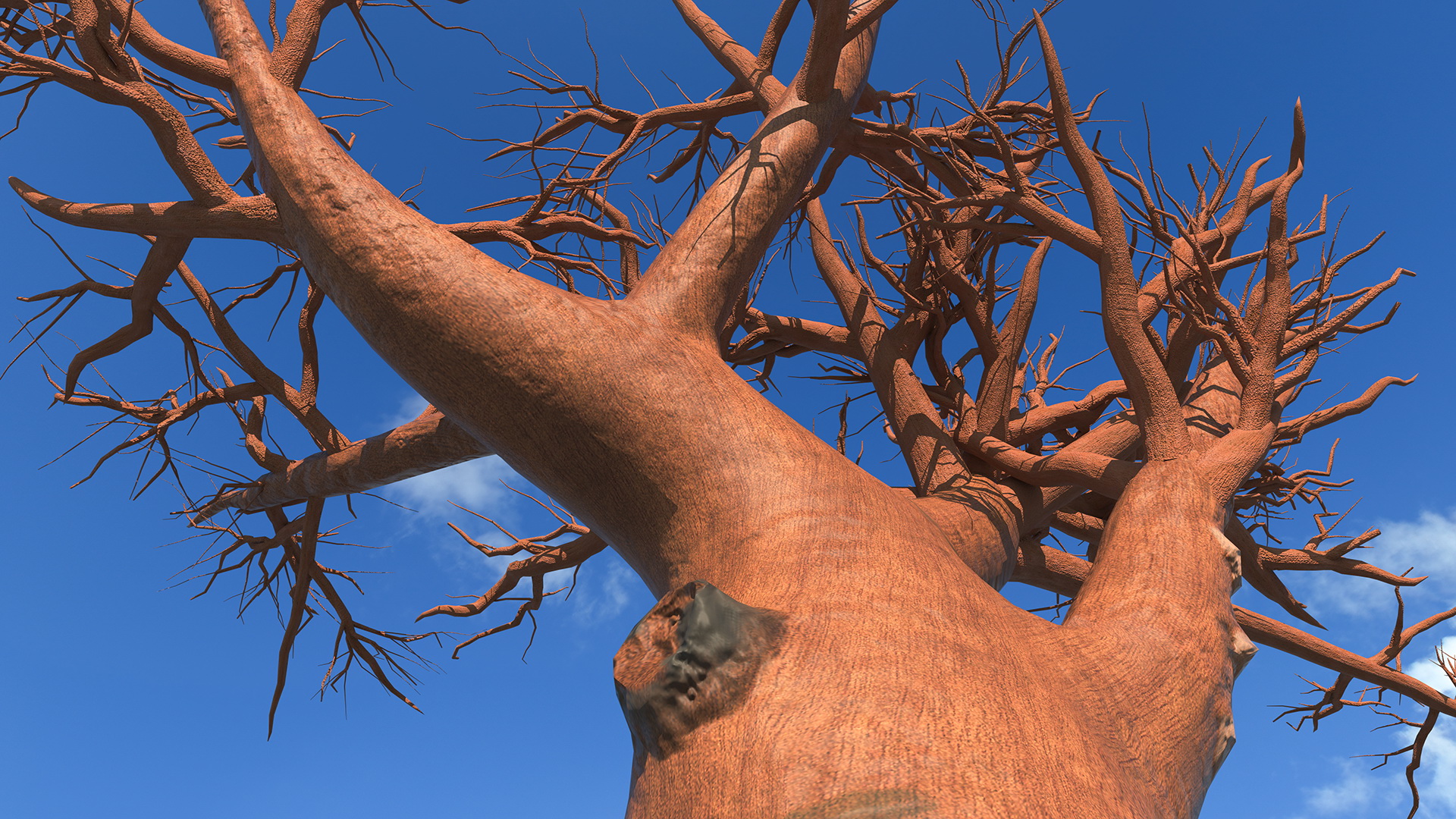 Naked Baobab 3D