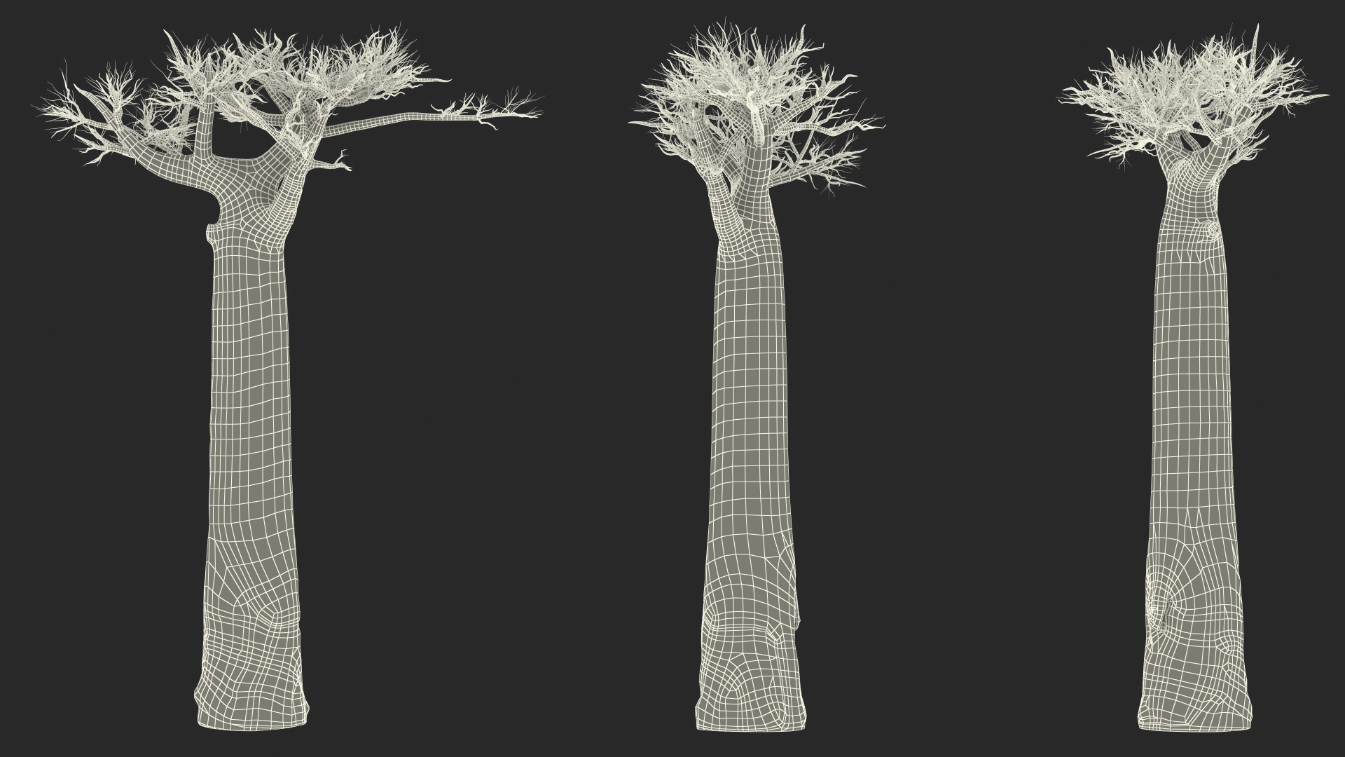 Naked Baobab 3D