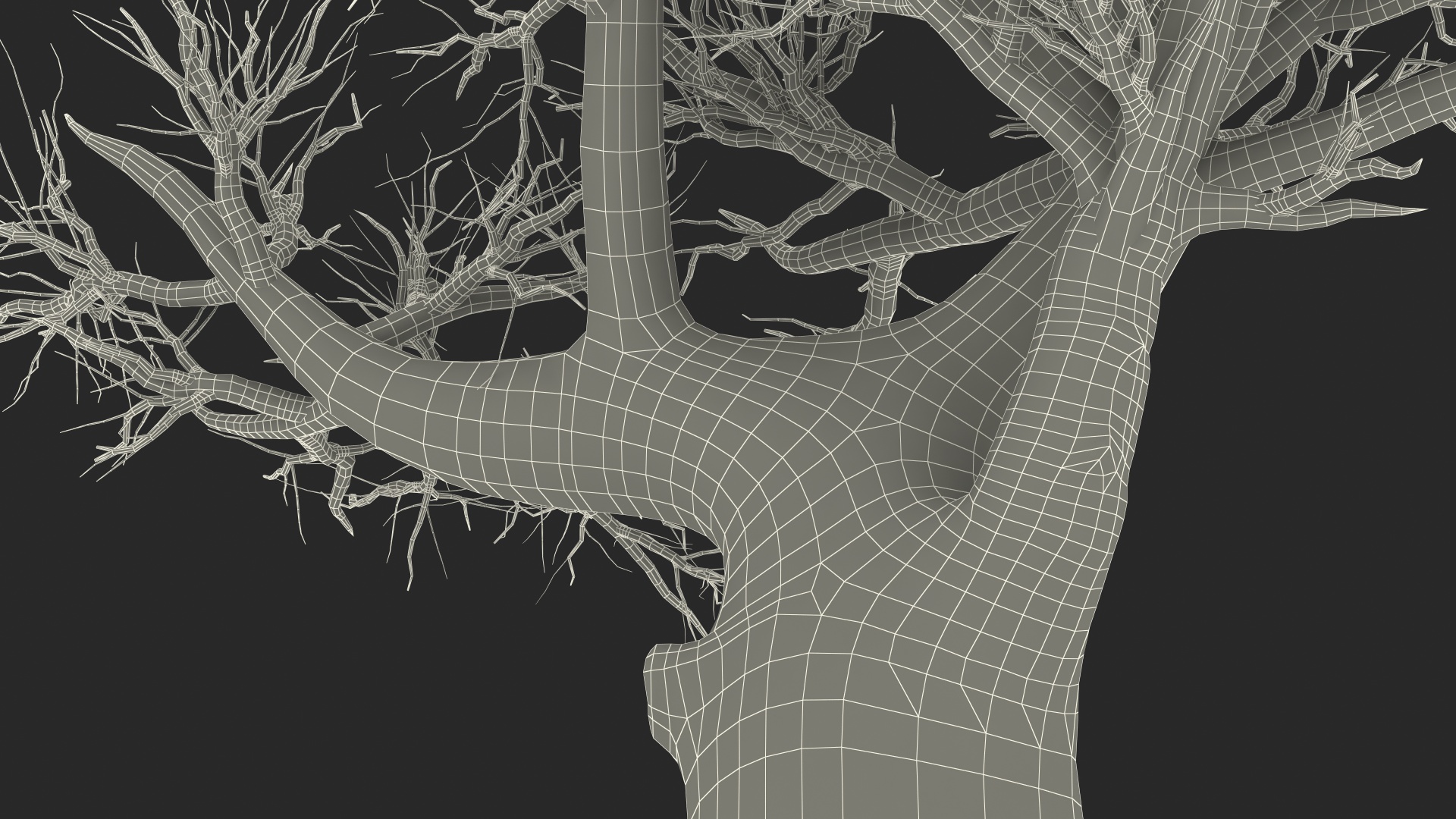 Naked Baobab 3D